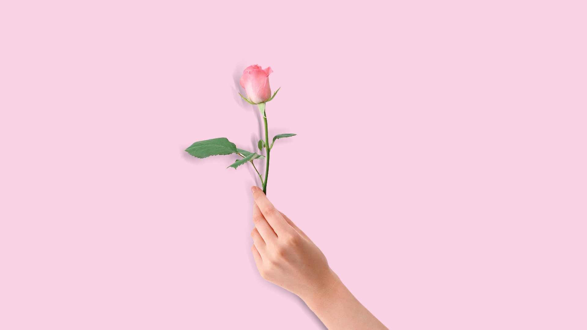 爱情 玫瑰简单背景图片壁纸爱情壁纸图片_桌面壁纸图片_壁纸下载-元气