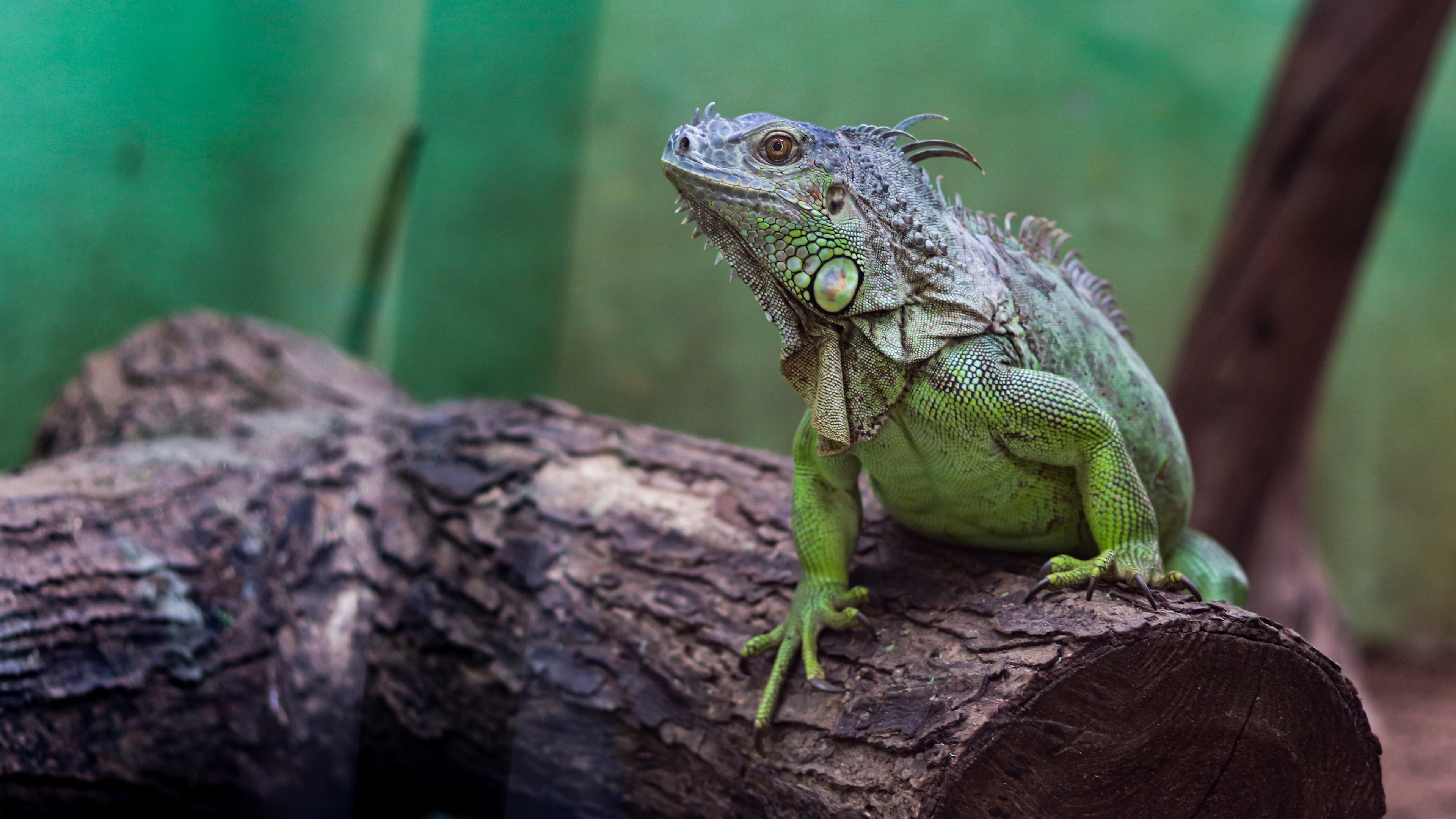蜥蜴壁纸46