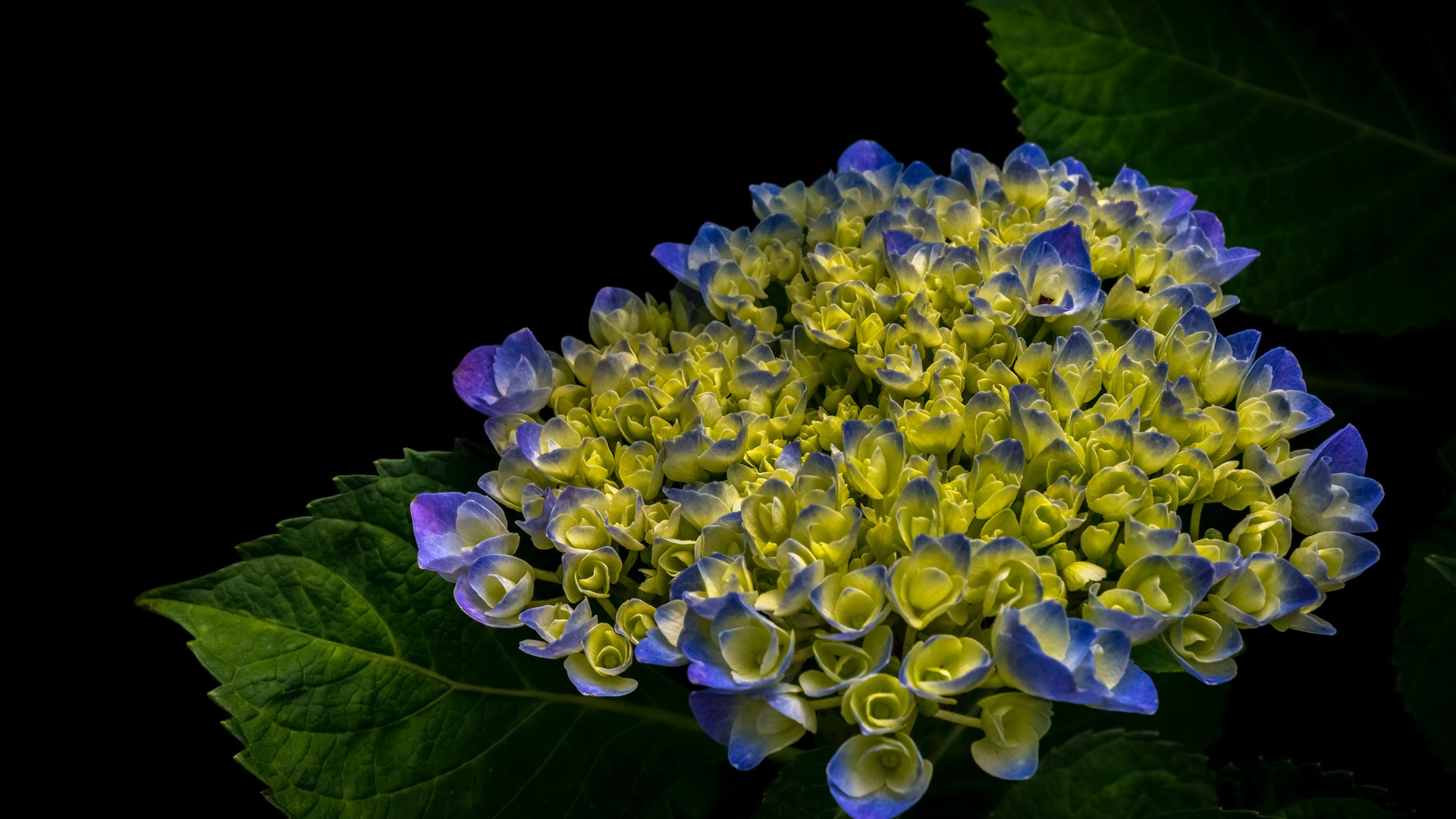 花朵images壁纸【26】花朵壁纸图片_桌面壁纸图片_壁纸下载-元气壁纸
