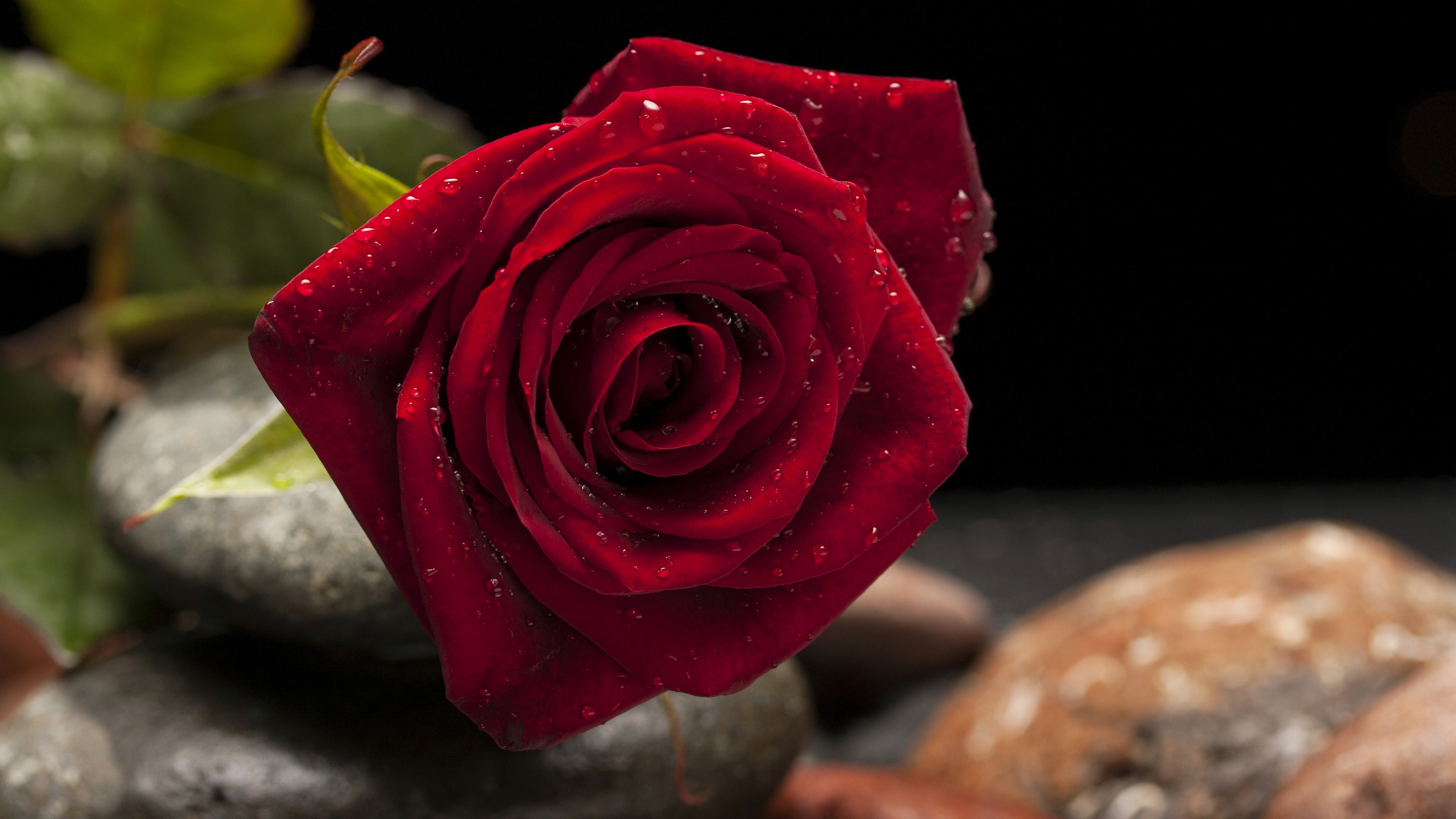 玫瑰花不只是代表爱情，它的其他花语是什么－上海清丽园艺-植物租赁，花卉租摆，绿植盆栽批发，草花种植，蝴蝶兰、发财树预定，租花、摆花、室内绿化