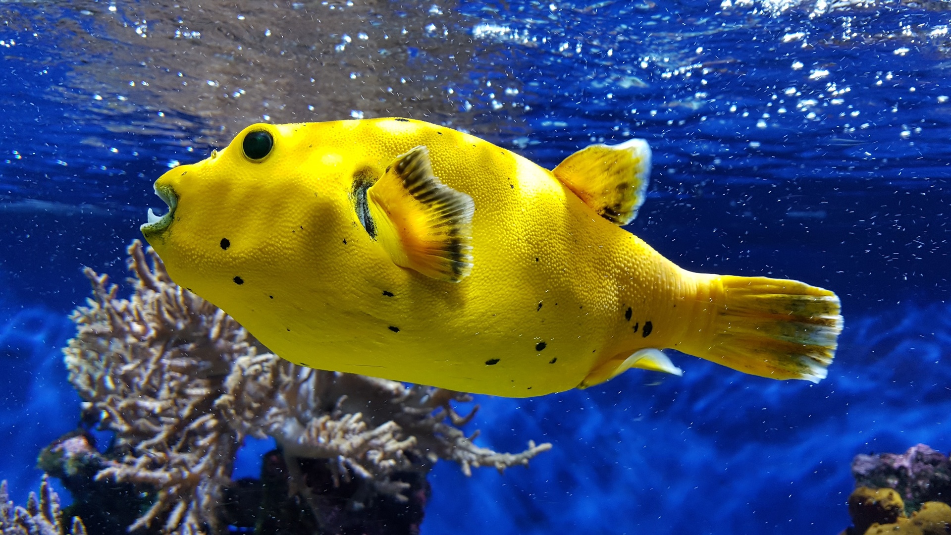 写实水下场景中，一条明黄色带黑色斑点的河豚横向舒展身体，背景是通透的深蓝色海水，点缀着珊瑚与悬浮微粒。