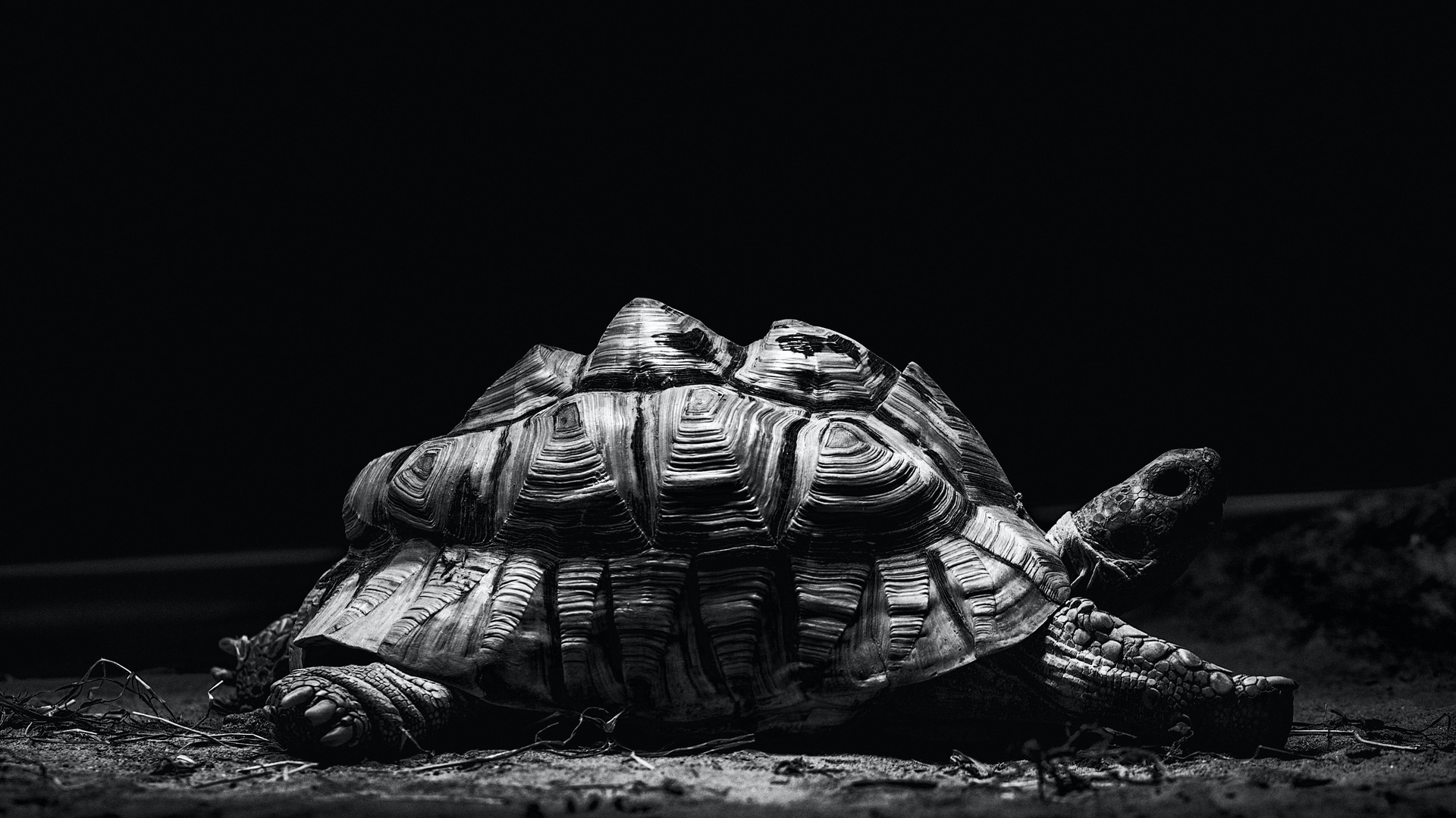 龟壁纸【11】龟壁纸图片_桌面壁纸图片_壁纸下载-元气壁纸