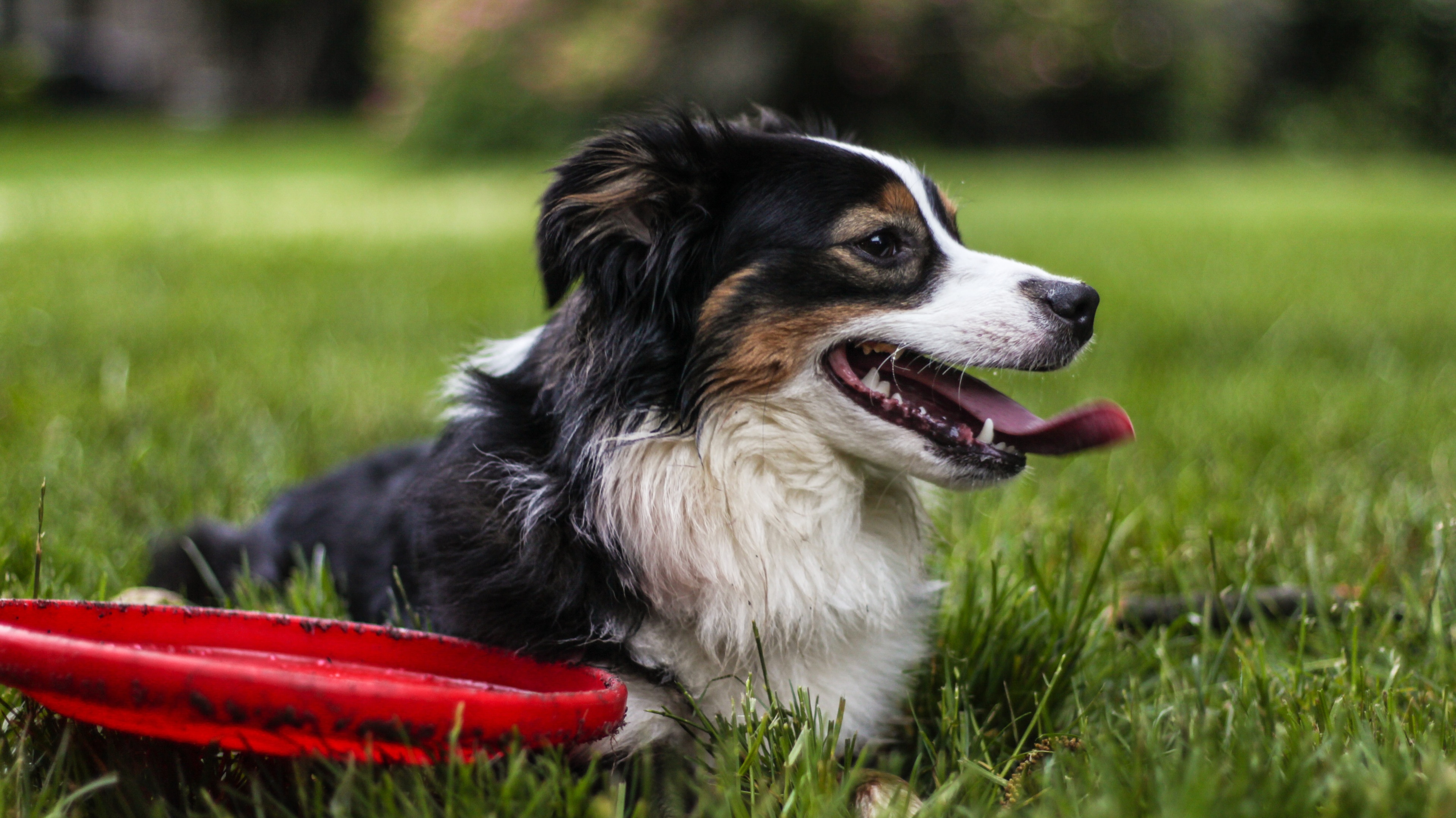 狗壁纸【999】(动物静态壁纸) - 静态壁纸下载 - 元气壁纸