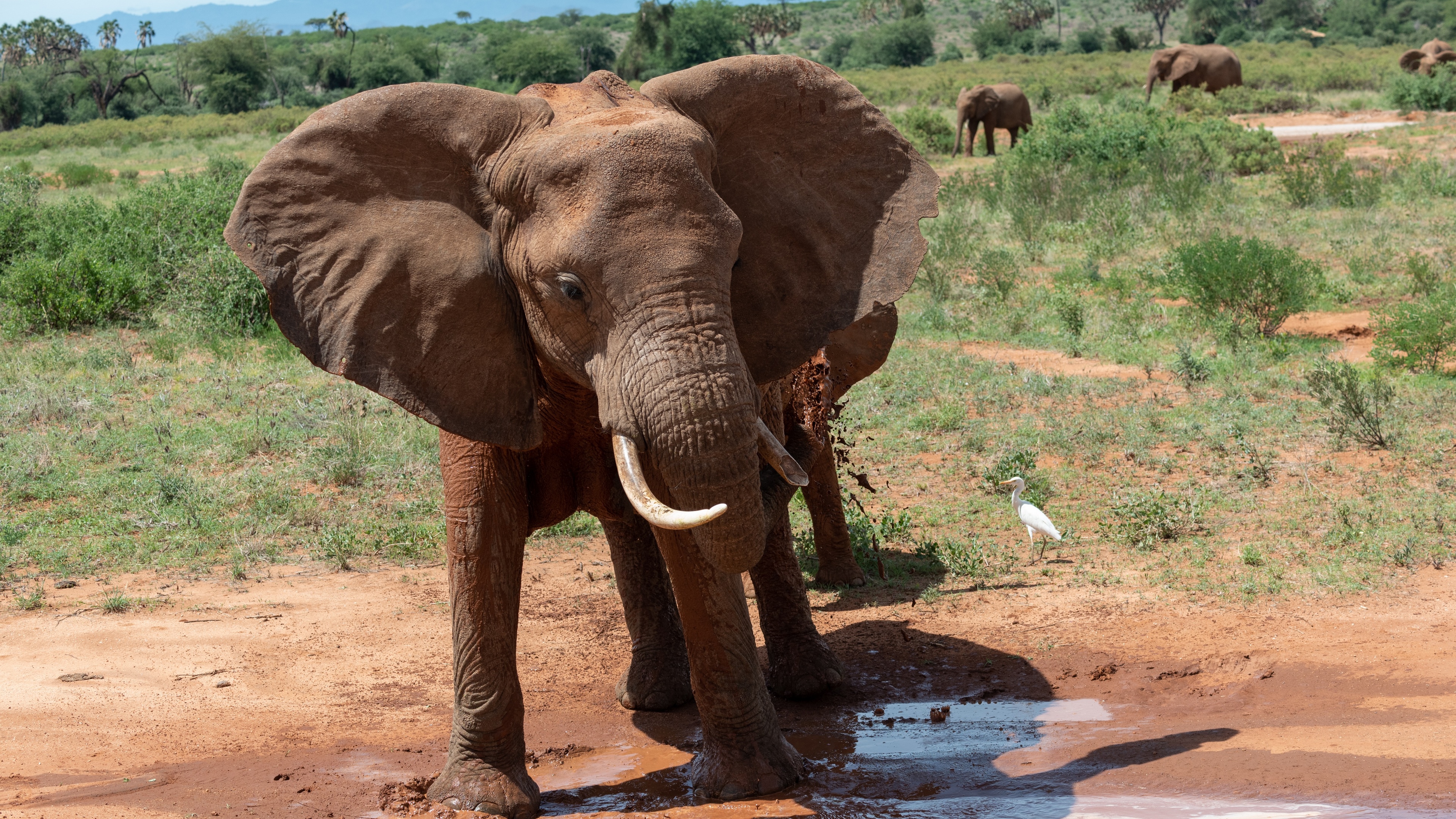 大象壁纸【91】