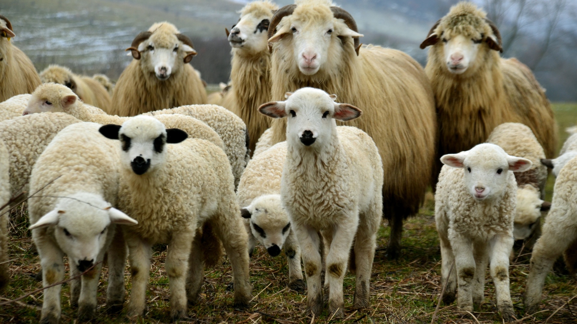 羔羊 乡村景观 牧场壁纸