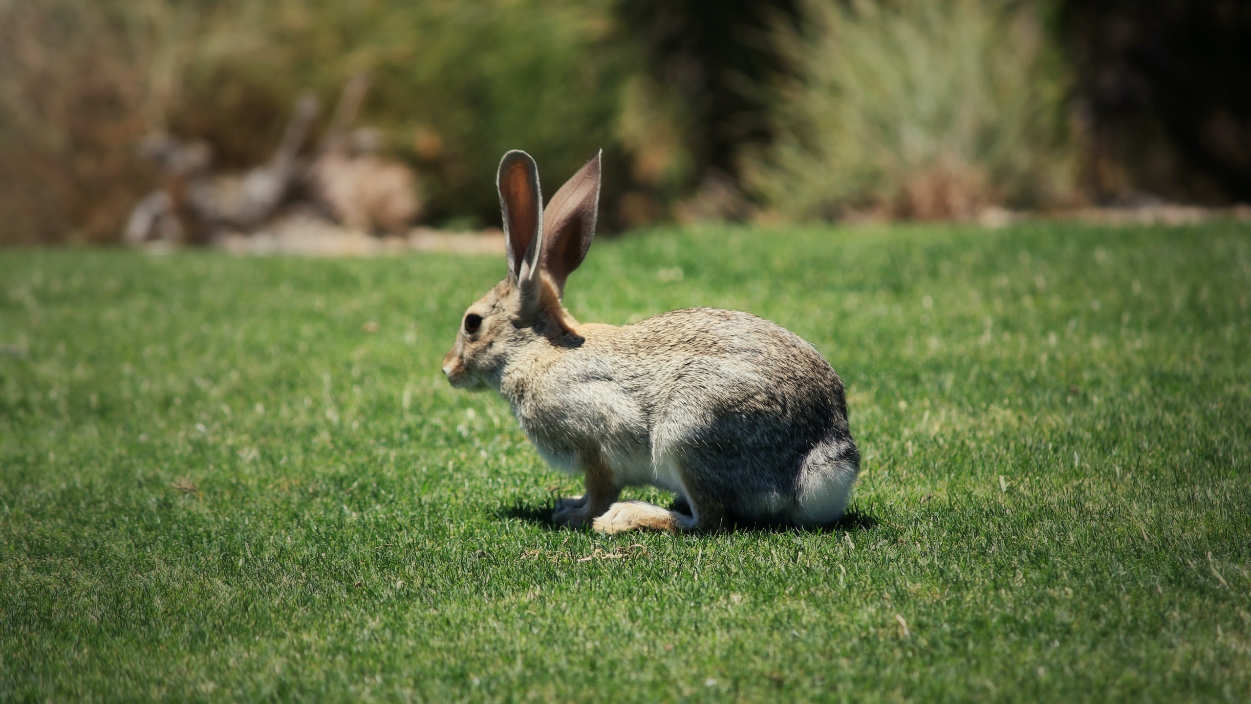 袋鼠壁纸【73】