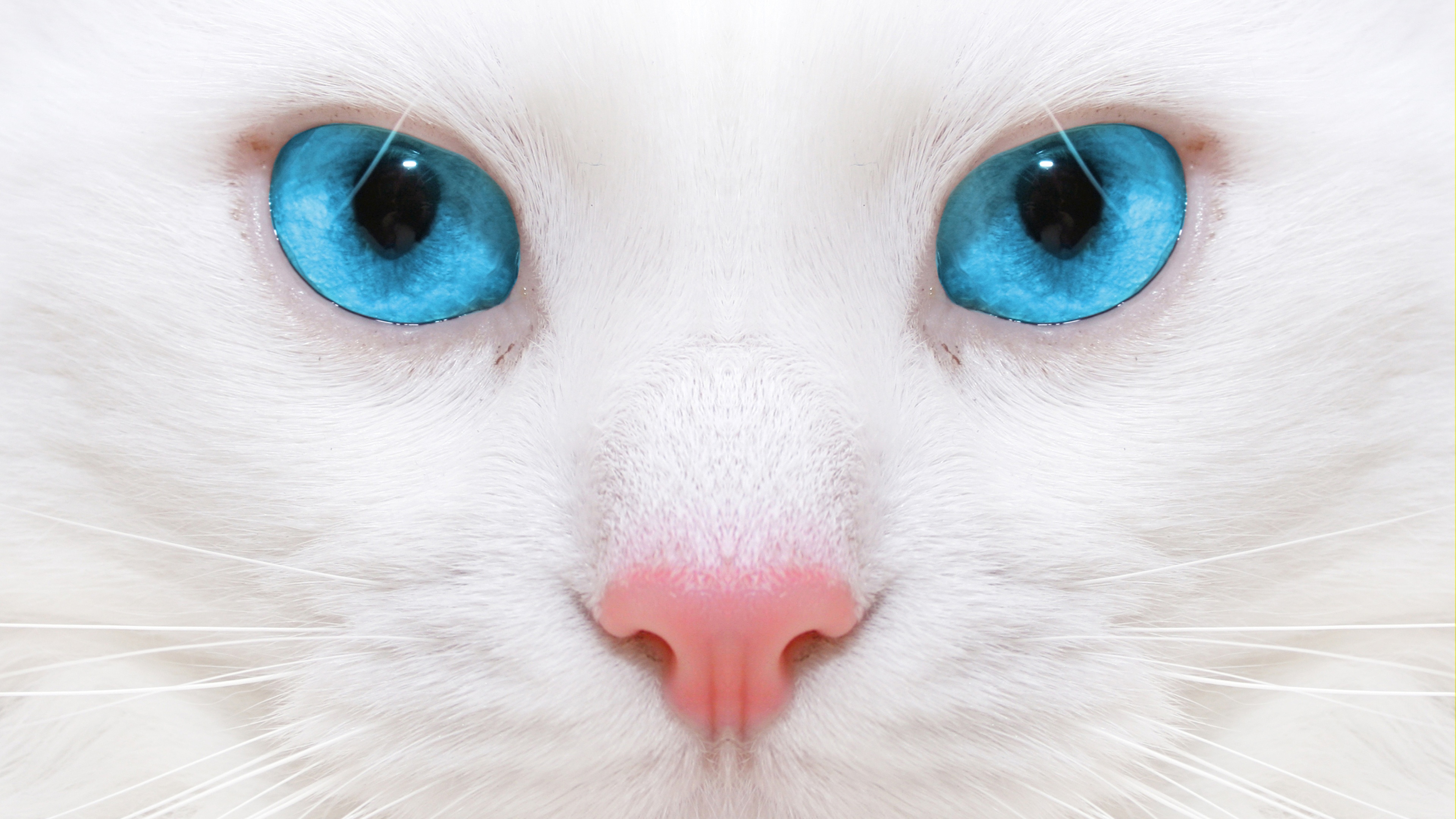美丽的白猫 蓝色眼睛 高清图片壁纸