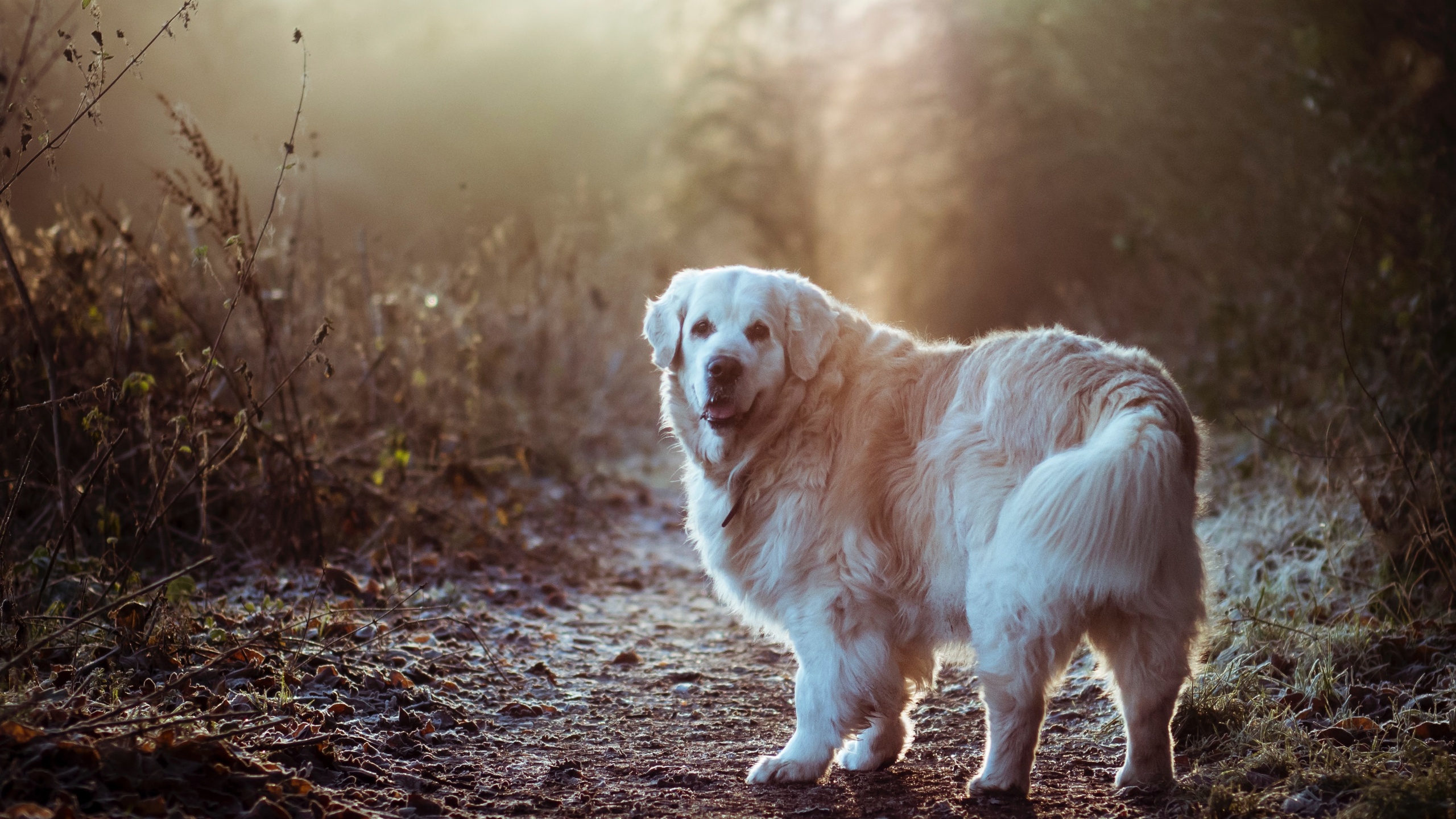 安装元气桌面,海量壁纸一键设置尺寸:2560x1440体积:1.