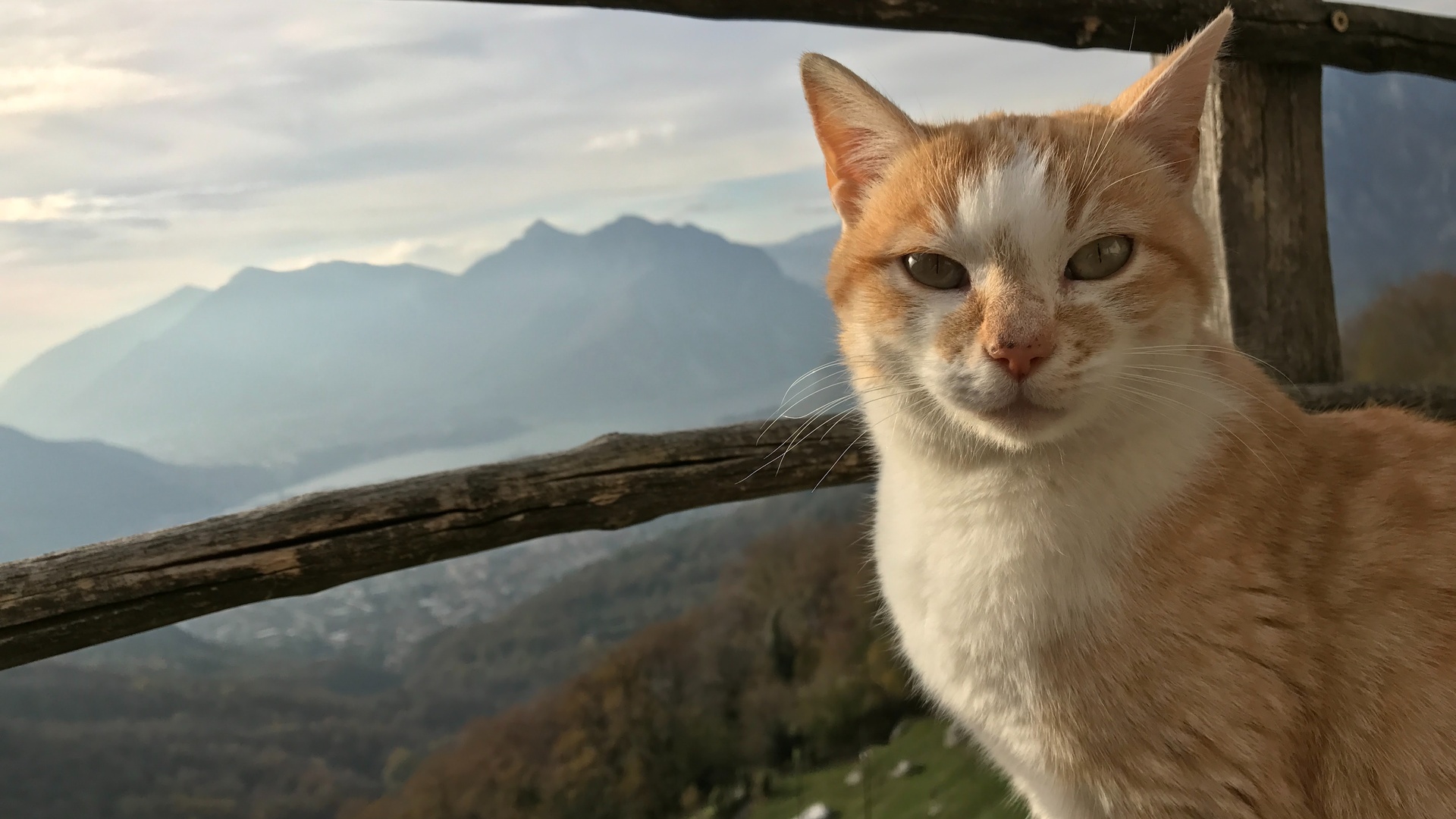 猫咪壁纸横版图片