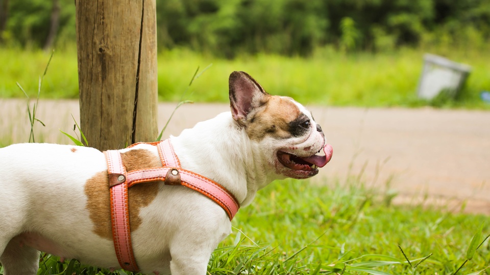 狗壁纸【100】(动物静态壁纸) - 静态壁纸下载 - 元气壁纸