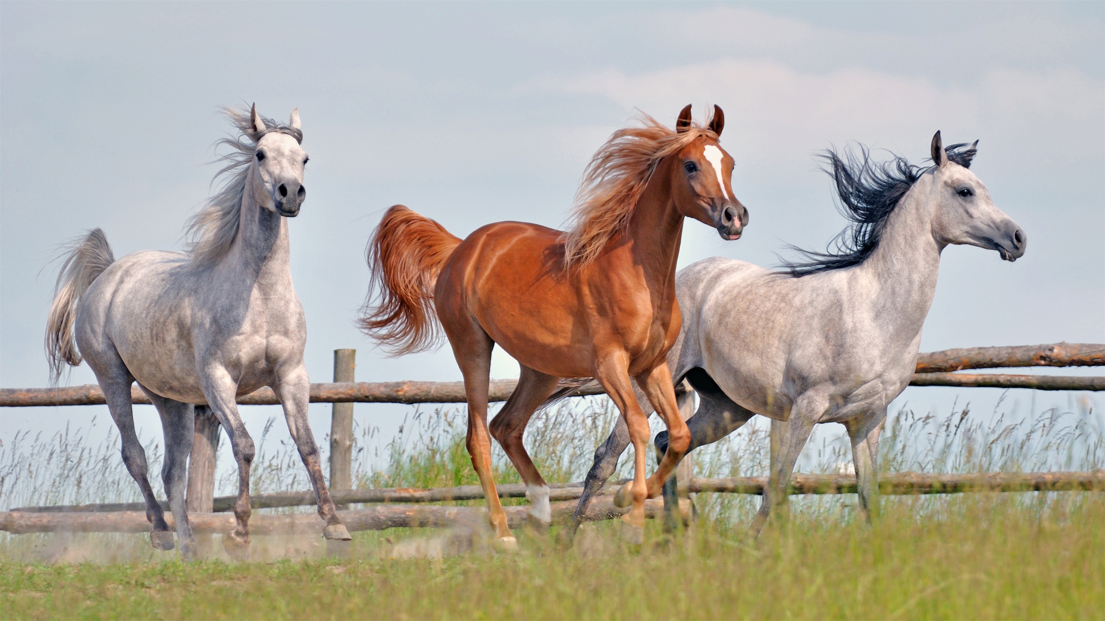 圣马尔谷之马（Horses of Saint Mark）是威尼斯享誉世界的古物之一