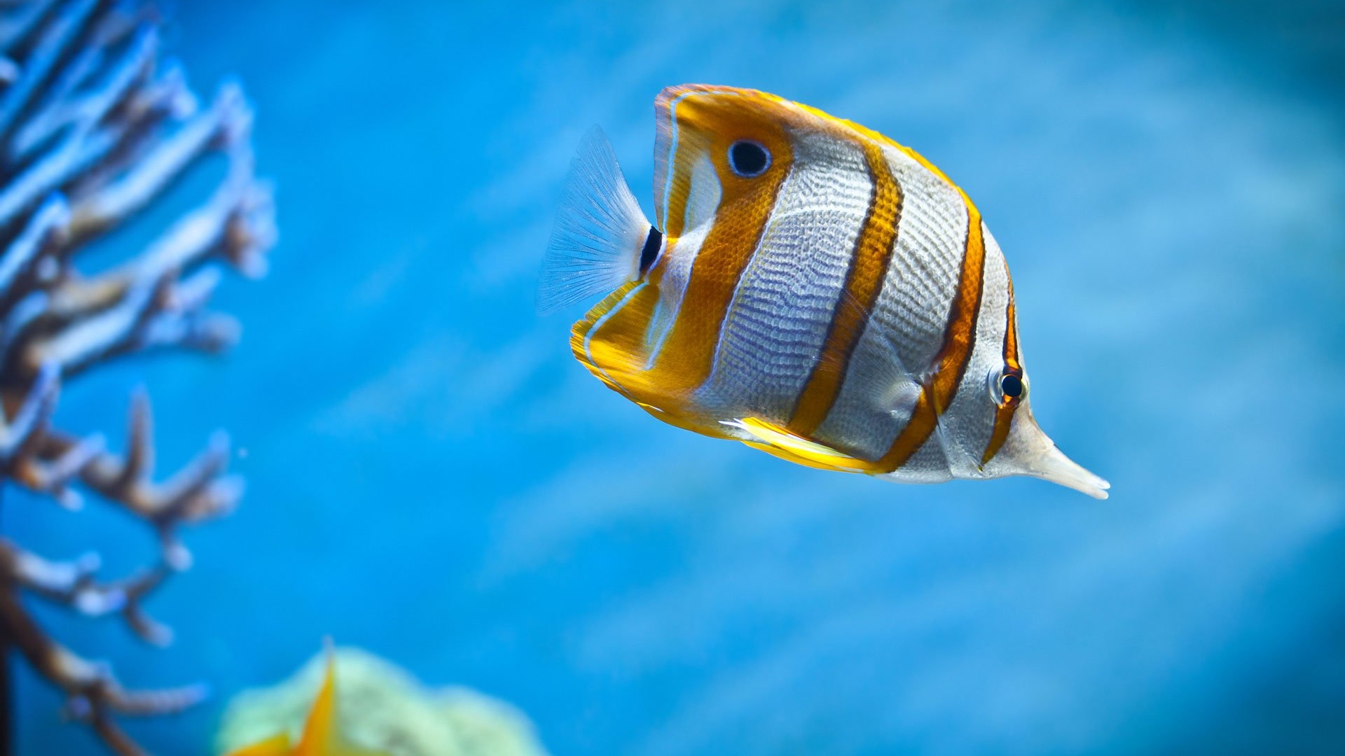 鱼动物金鱼7秒的记忆可爱唯美意境游安静水下萌宠动物壁纸