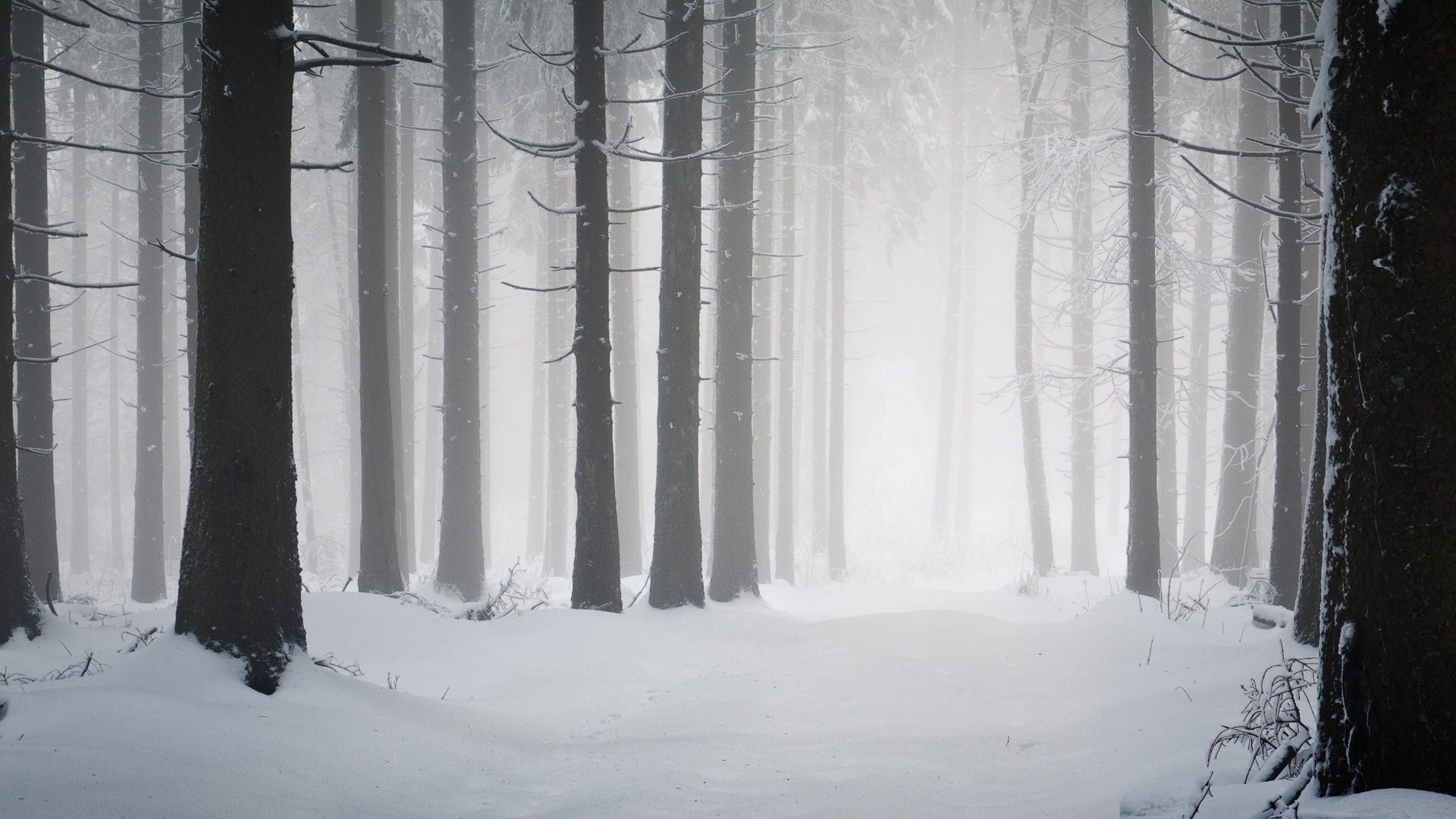 冬天 森林树木雪地风景桌面壁纸壁纸