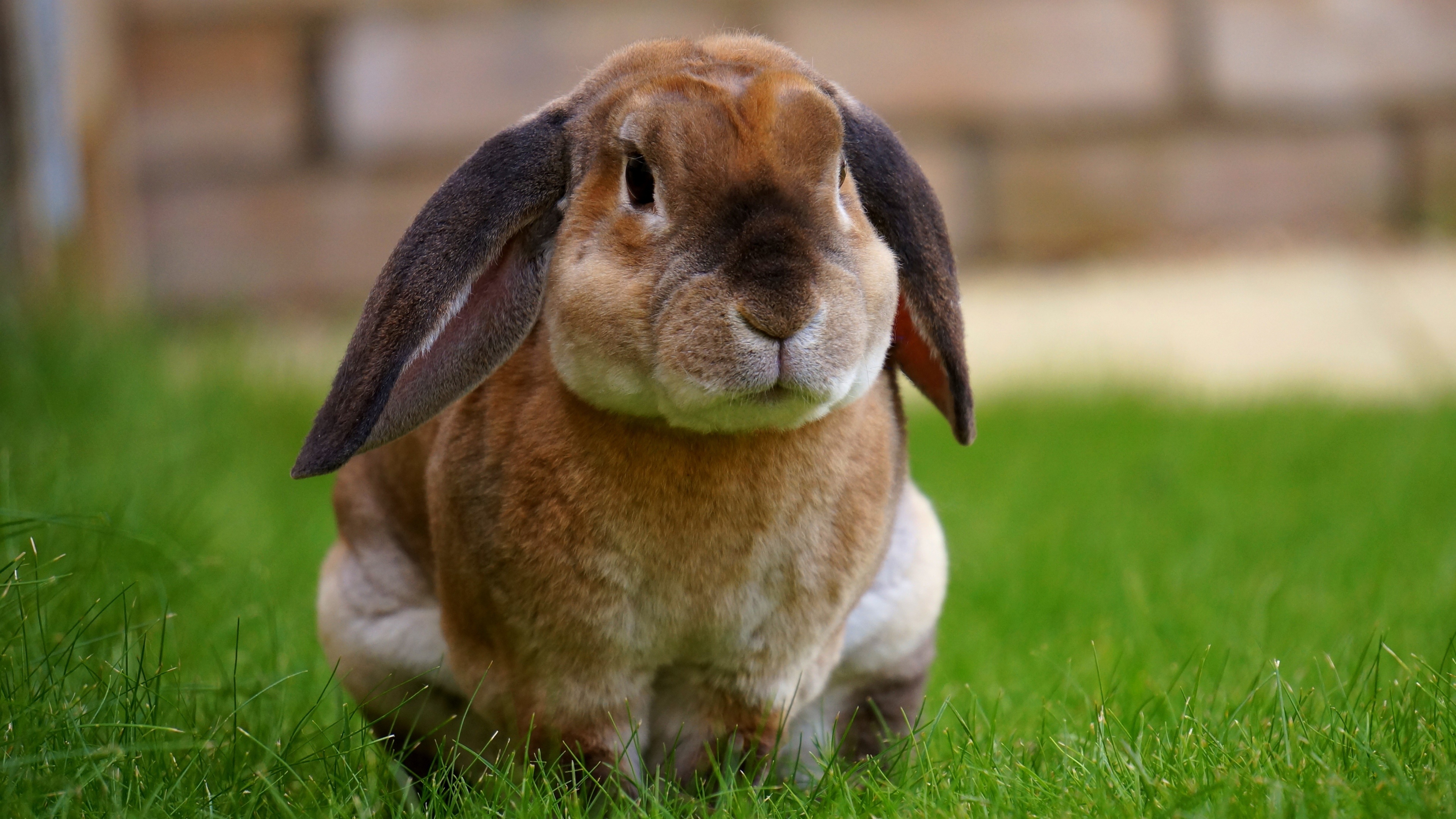 兔子正确的坐姿图片