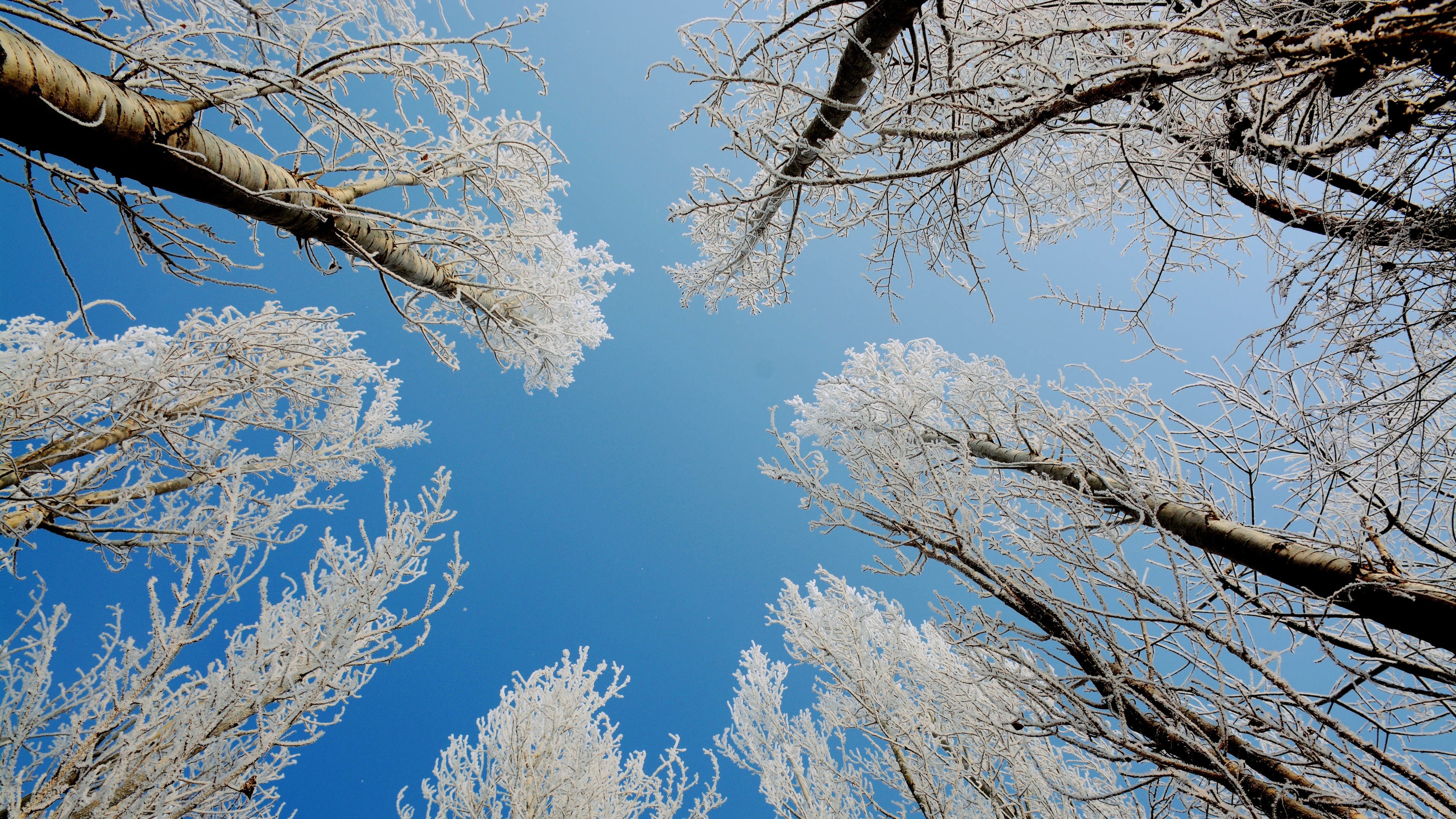 树枝上的雪 4K专区壁纸