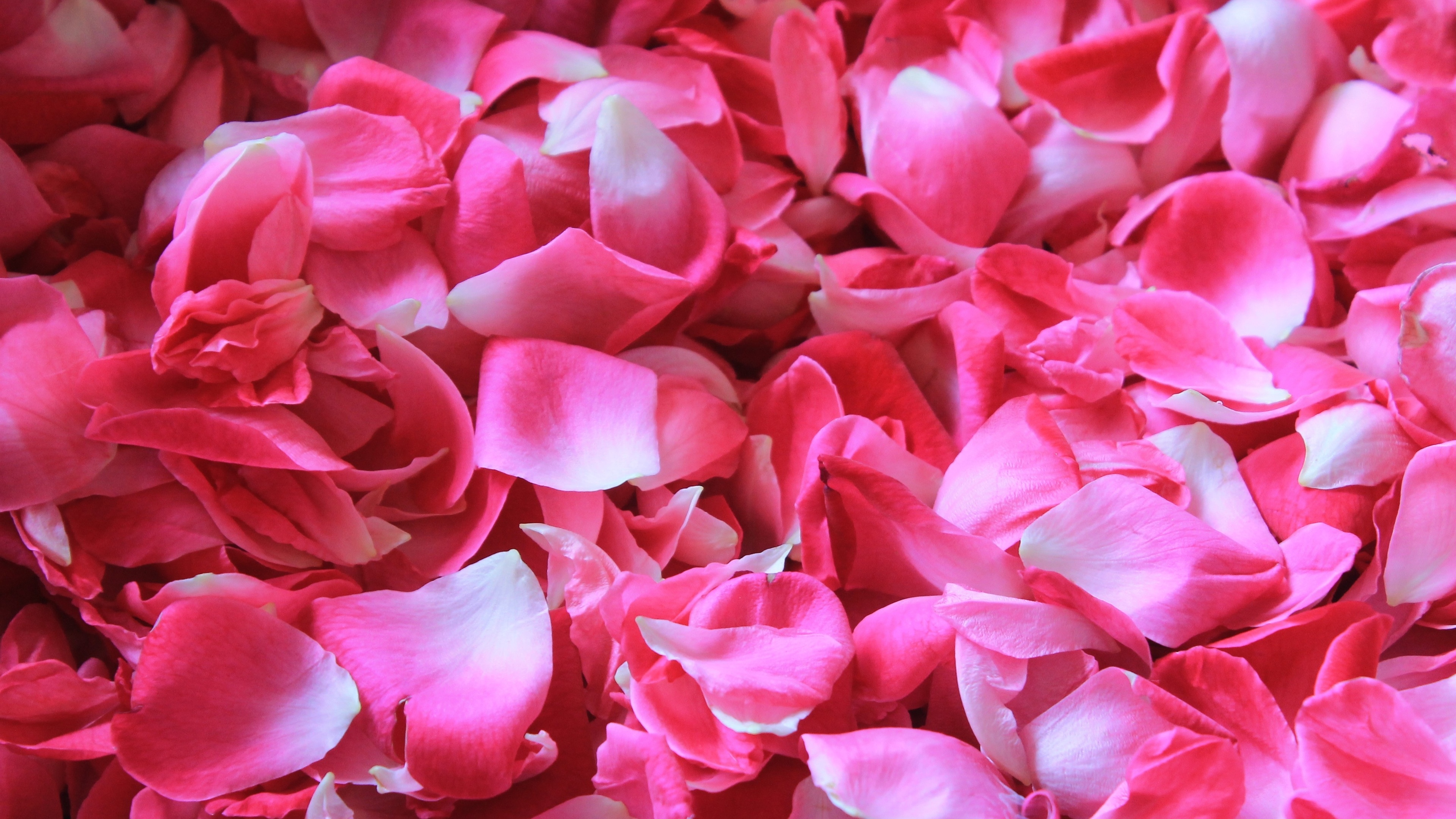 缤纷多彩一堆粉色的玫瑰花瓣4k背景图片壁纸