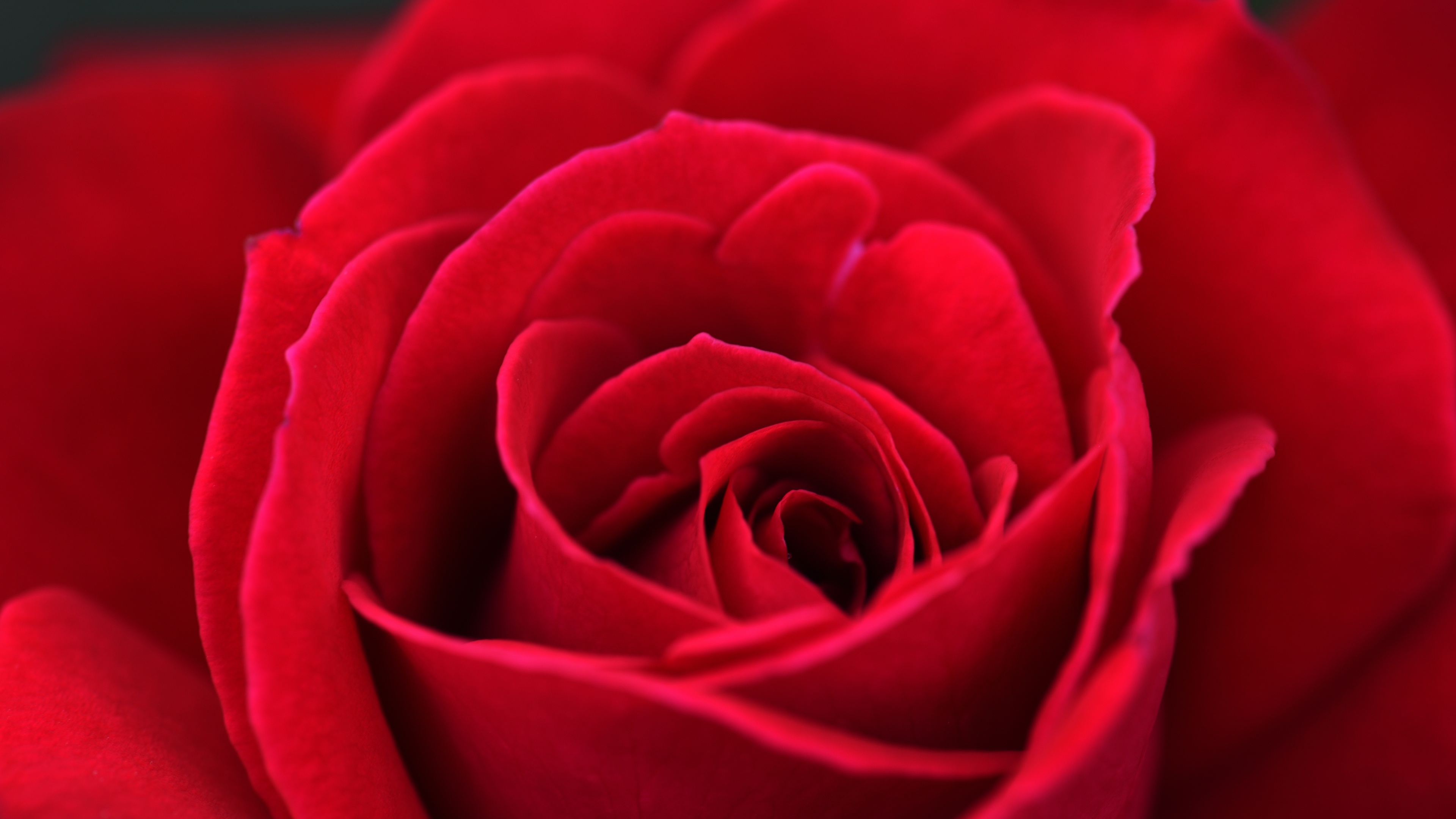 红玫瑰高清壁纸锁屏图片
