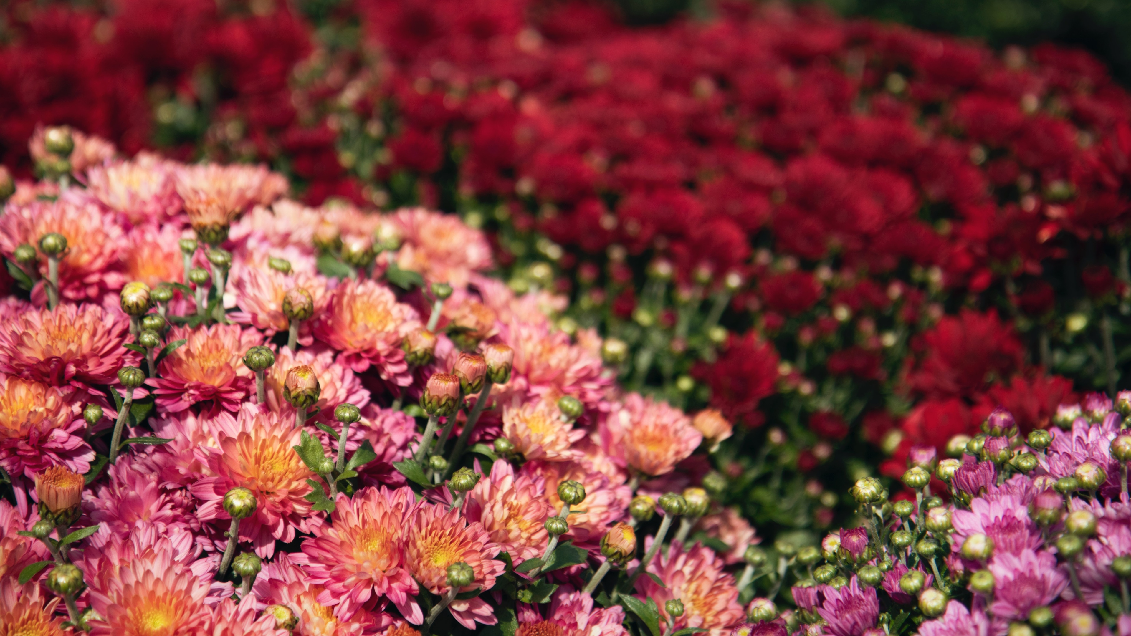 花朵images壁纸18