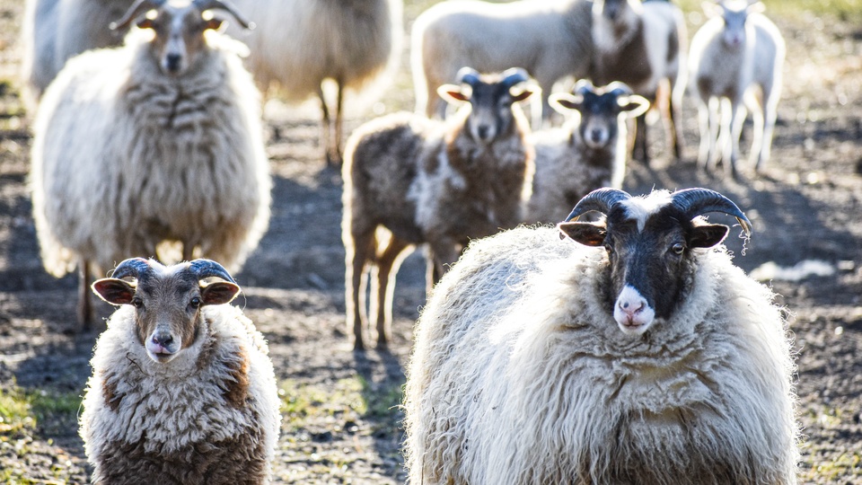羊壁纸 羊电脑壁纸 羊电脑静态壁纸 元气壁纸