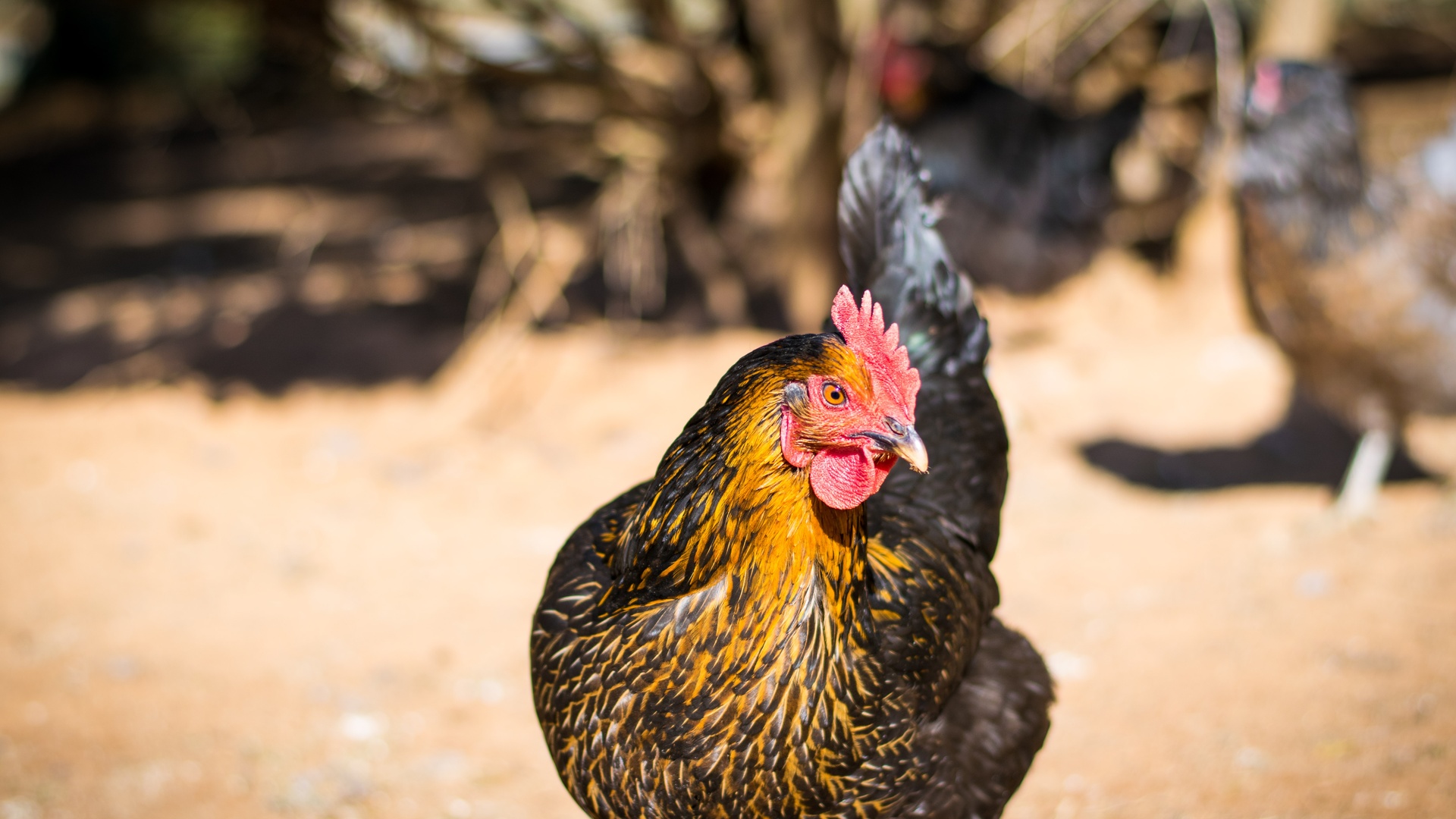 鸟壁纸 1227 鸟壁纸图片 桌面壁纸图片 壁纸下载 元气壁纸
