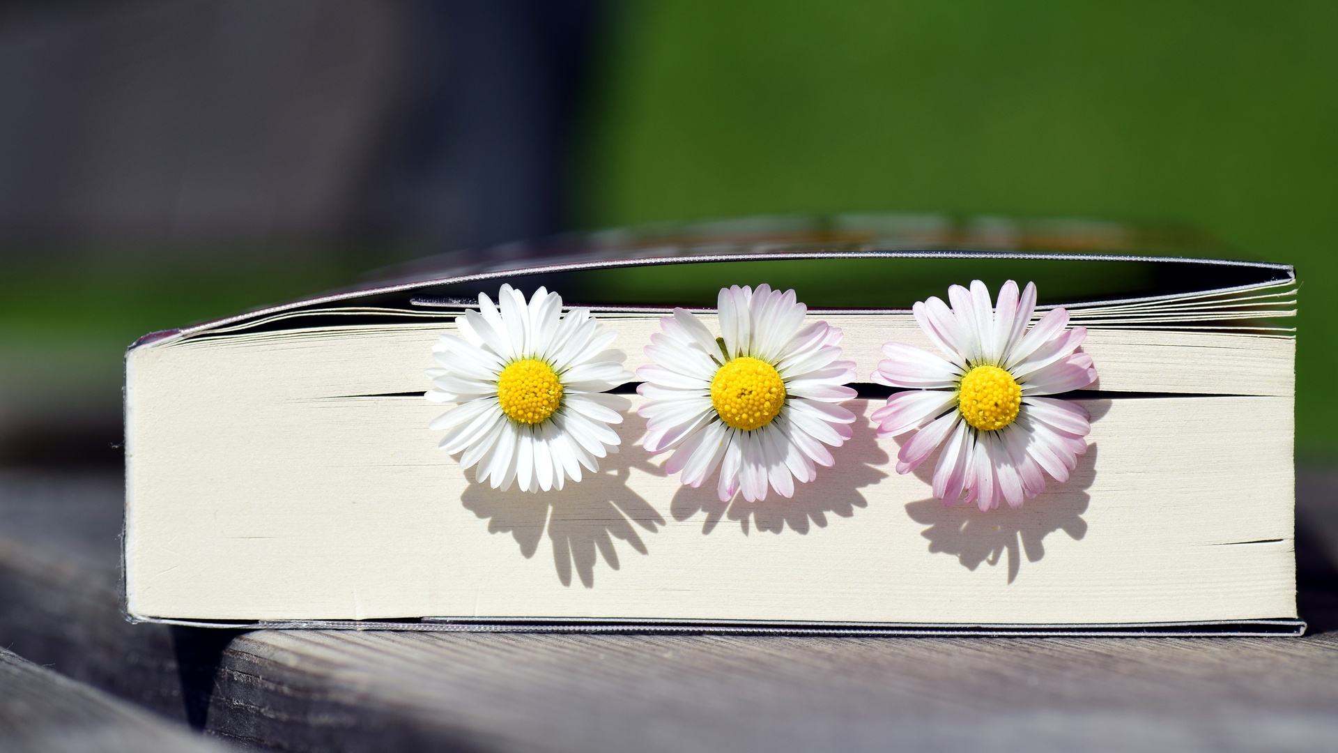 书本鲜花洋甘菊花壁纸书本壁纸图片 桌面壁纸图片 壁纸下载 元气壁纸 书本鲜花洋甘菊花壁纸书本壁纸图片 桌面壁纸图片 壁纸下载 元气壁纸