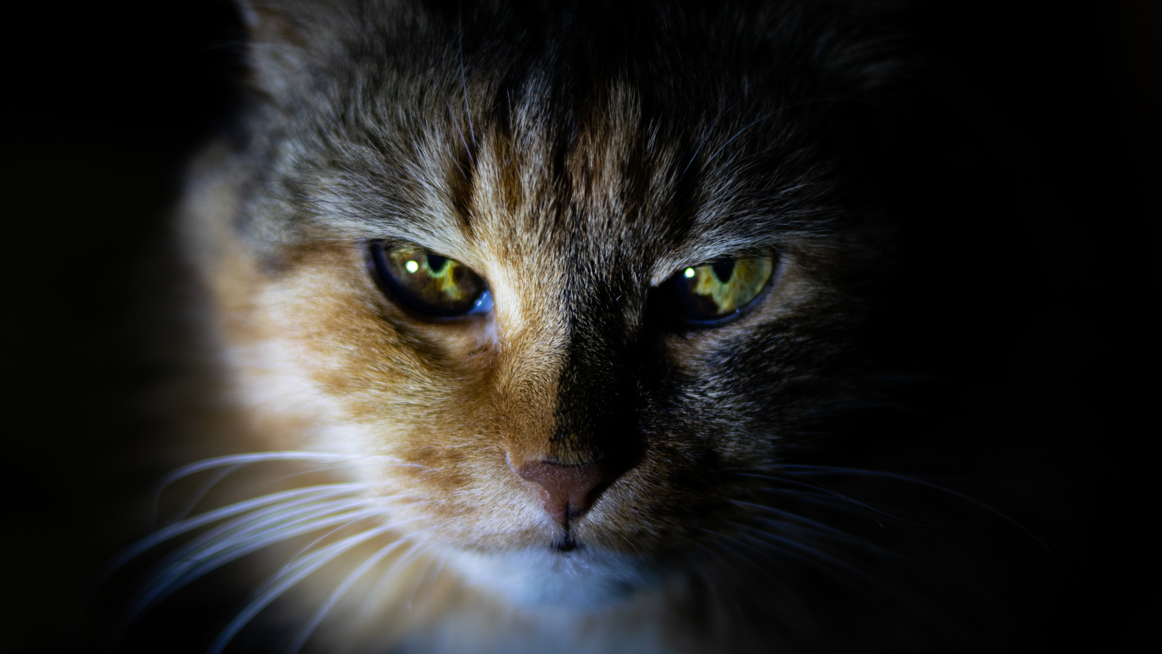 猫壁纸672