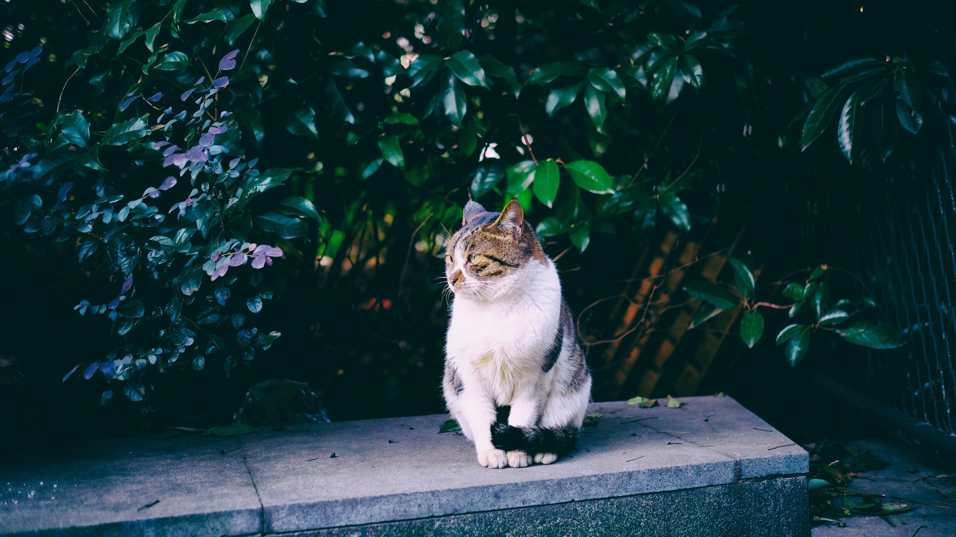 猫壁纸774