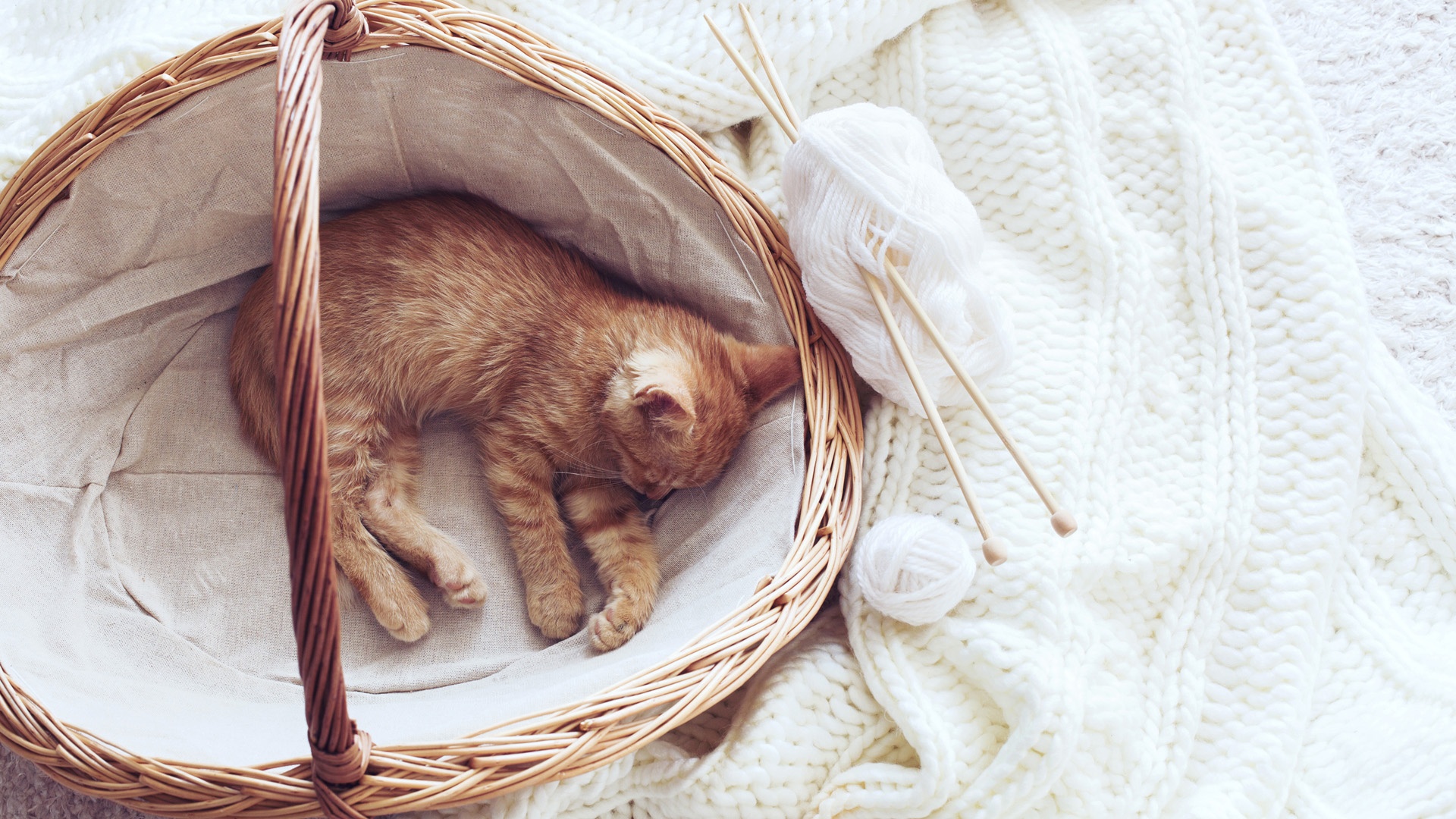你家猫猫都喜欢睡在哪里？ - 知乎