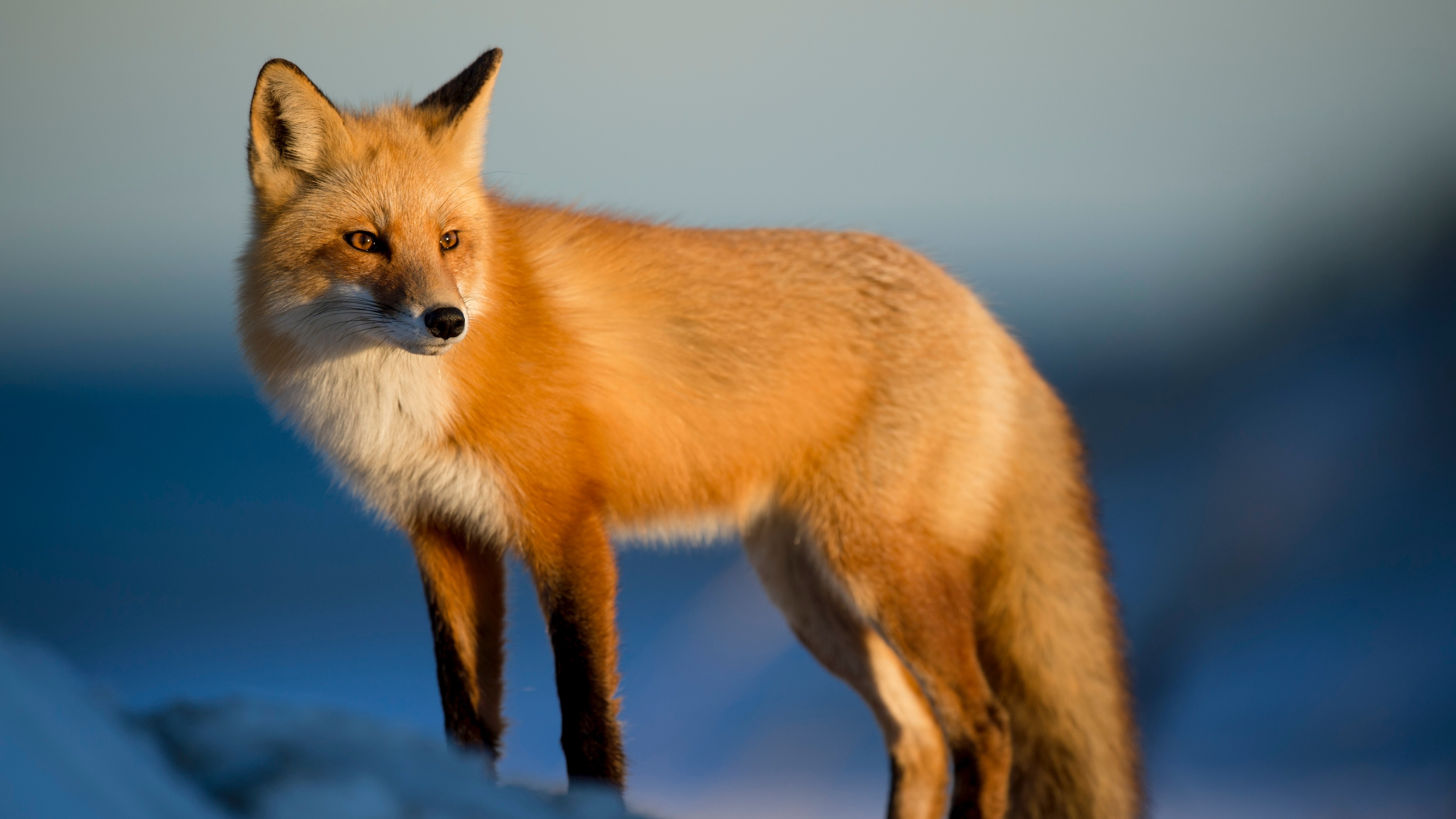 狐狸 arctic fox壁纸【17】