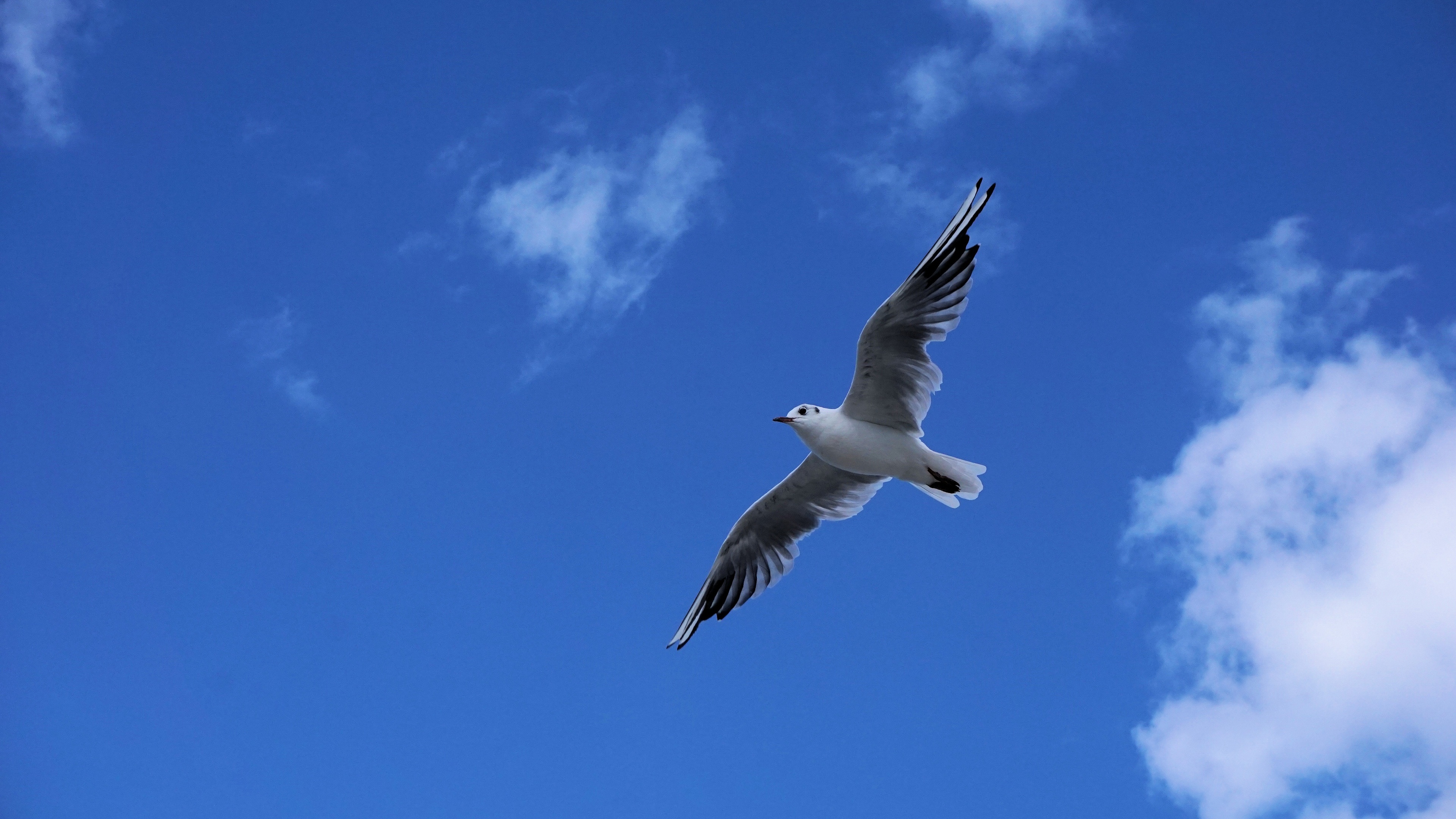 【飞翔的海鸥摄影图片】生态摄影_太平洋电脑网摄影部落