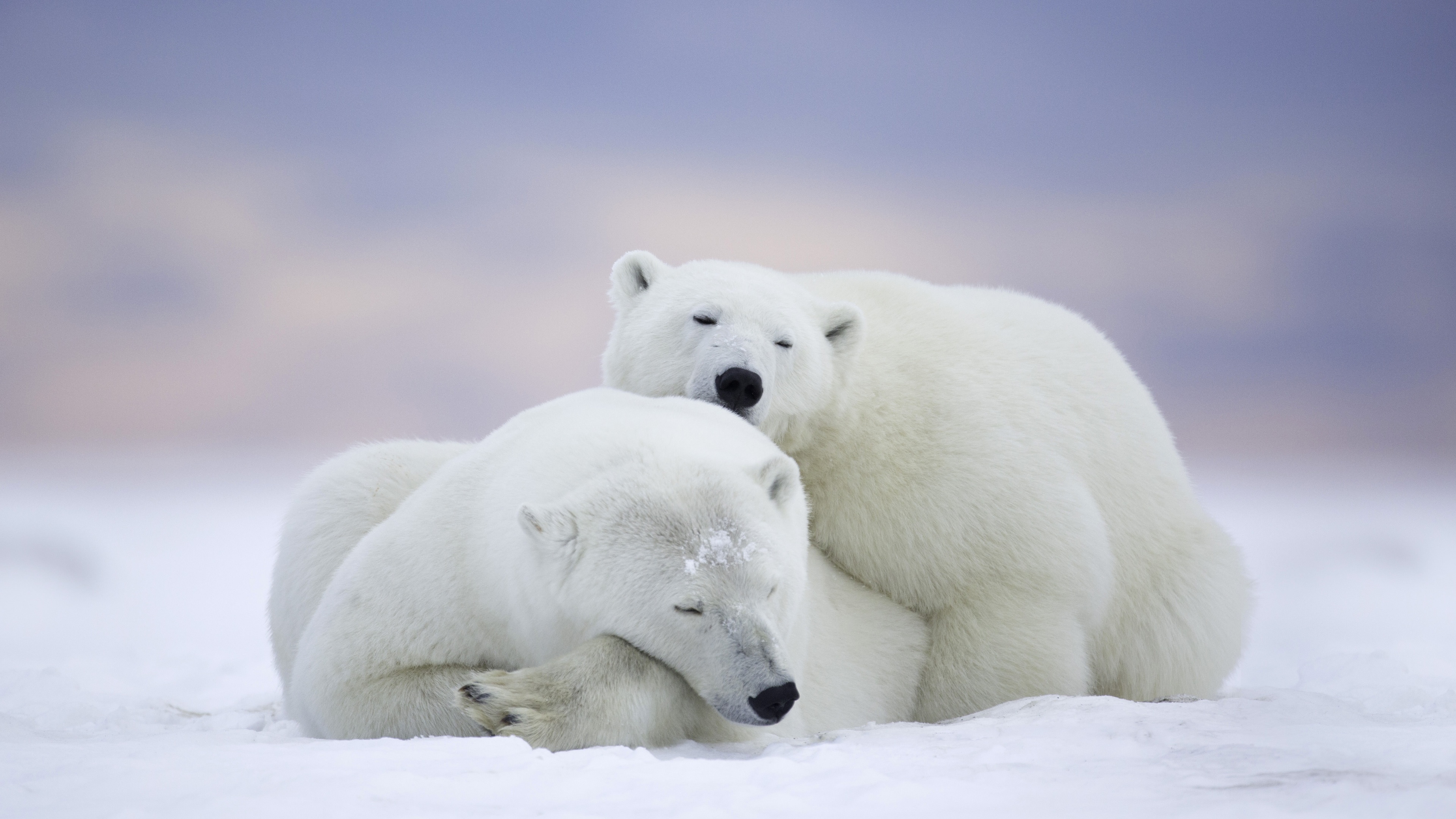 壁纸 冰上行走的北极熊 1920x1200 HD 高清壁纸, 图片, 照片