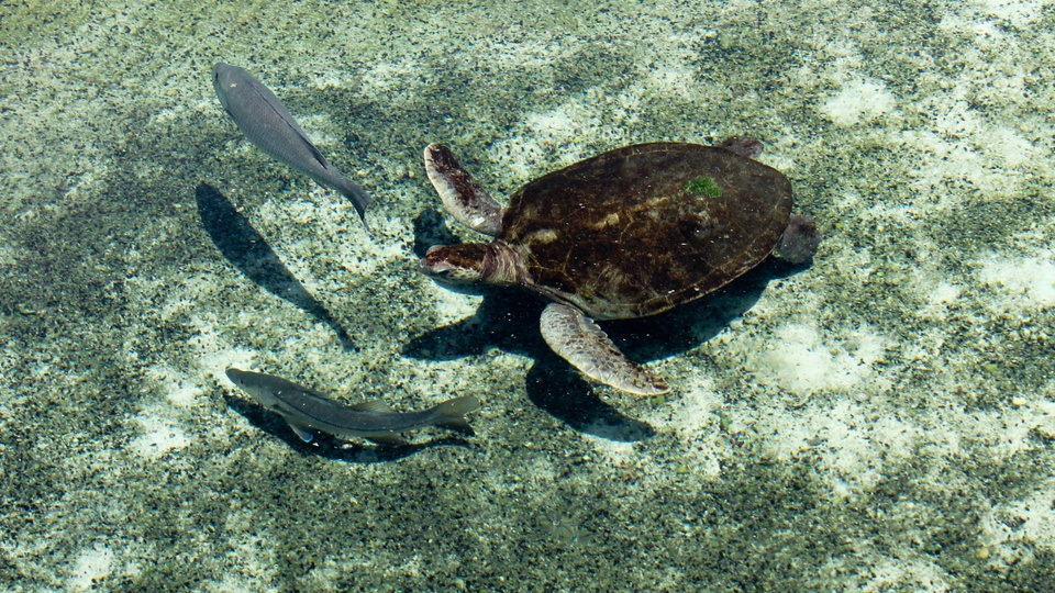 龟 海洋生物壁纸【22】