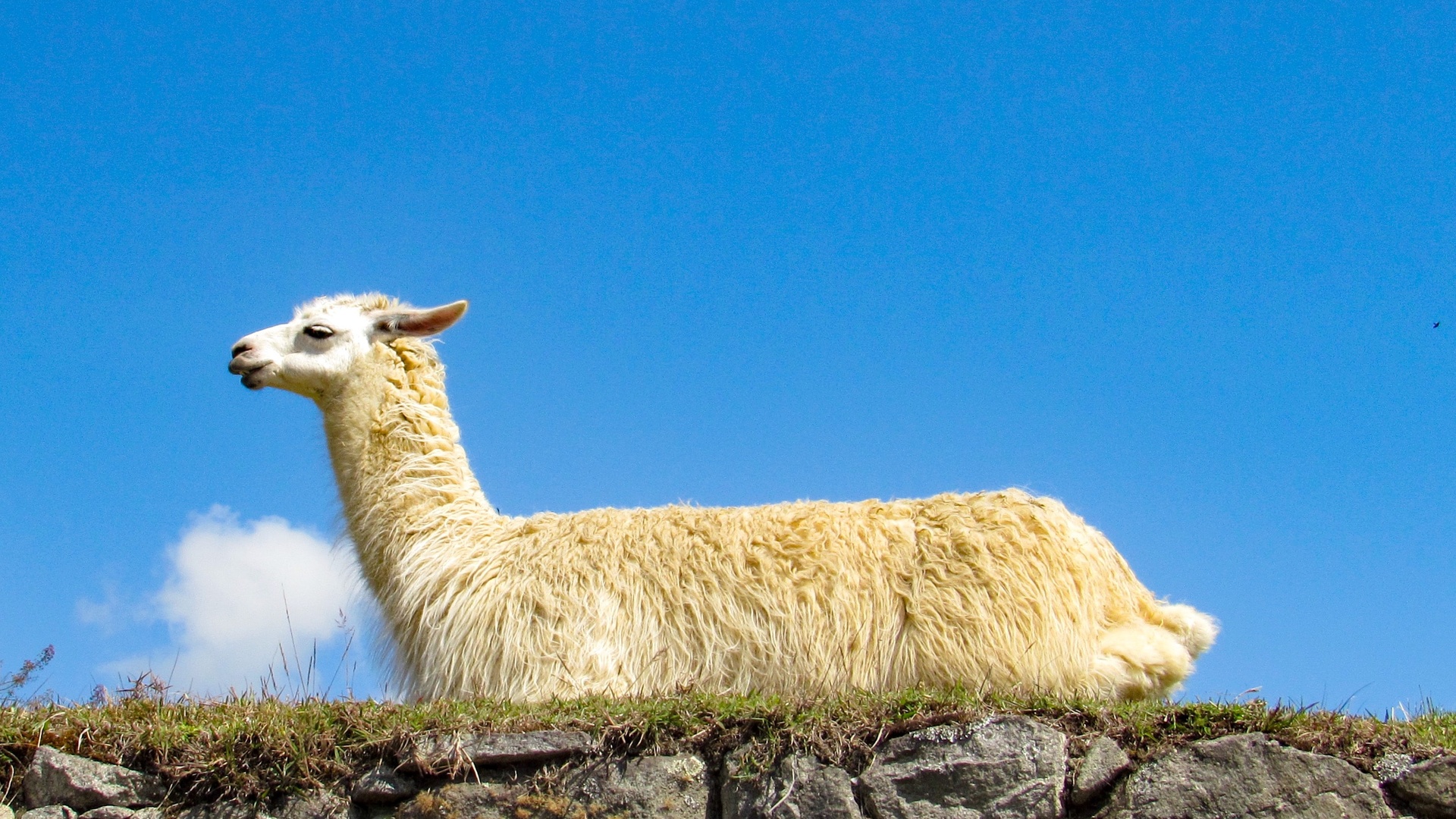羊壁纸 48 羊壁纸图片 桌面壁纸图片 壁纸下载 元气壁纸