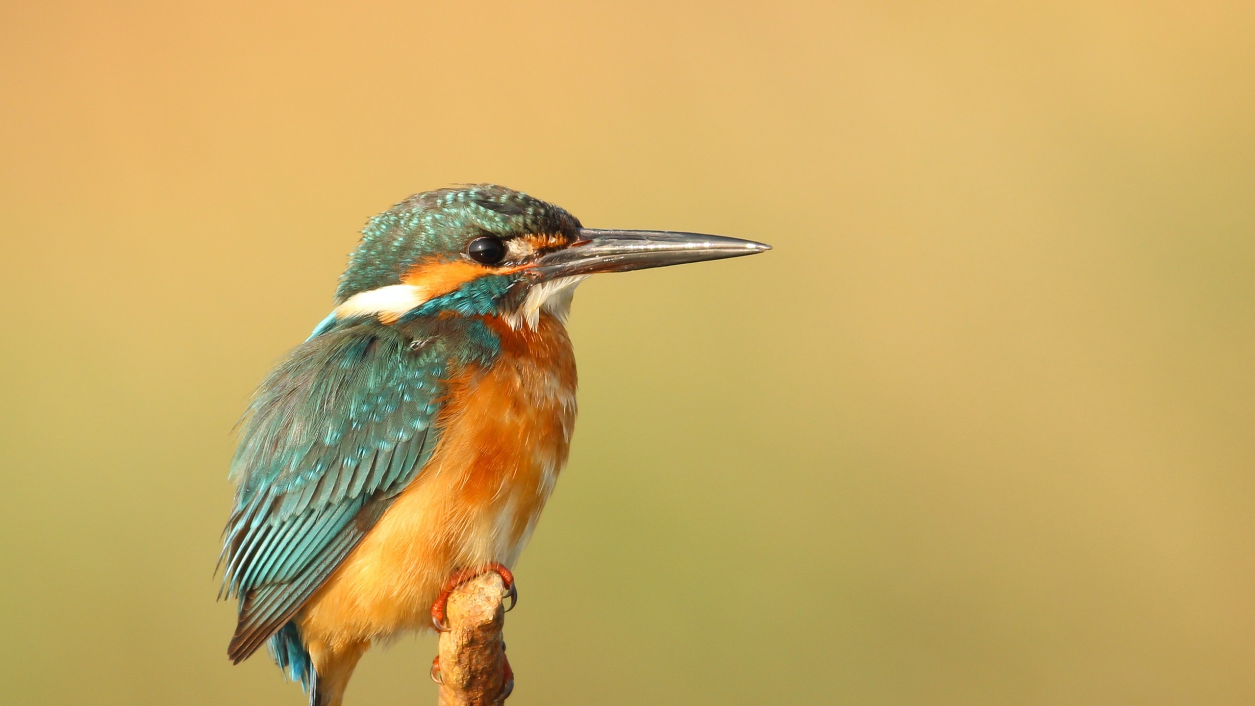 鸟壁纸【294】(动物静态壁纸) - 静态壁纸下载 - 元气壁纸