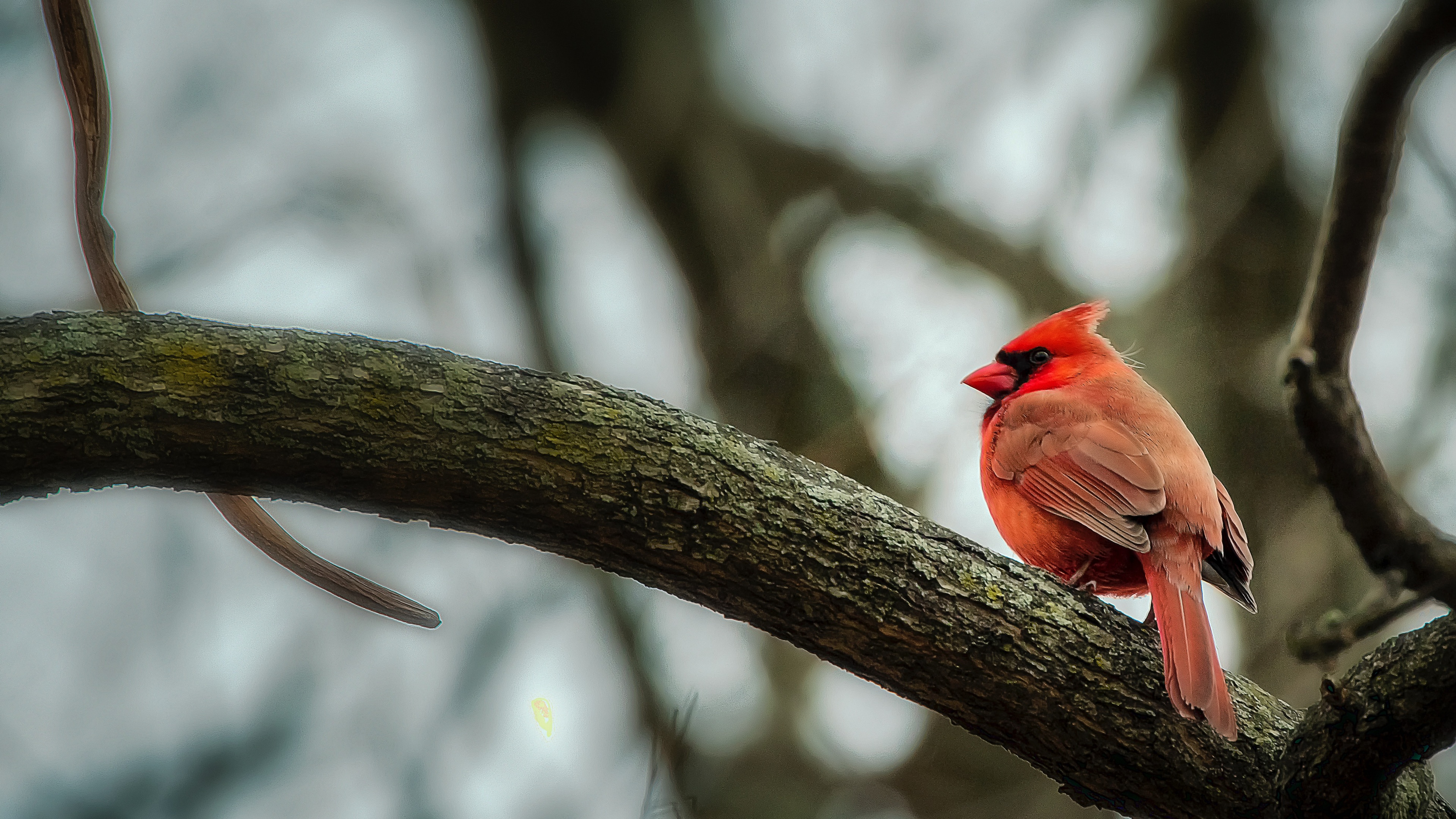 鸟壁纸 1051 动物静态壁纸 静态壁纸下载 元气壁纸