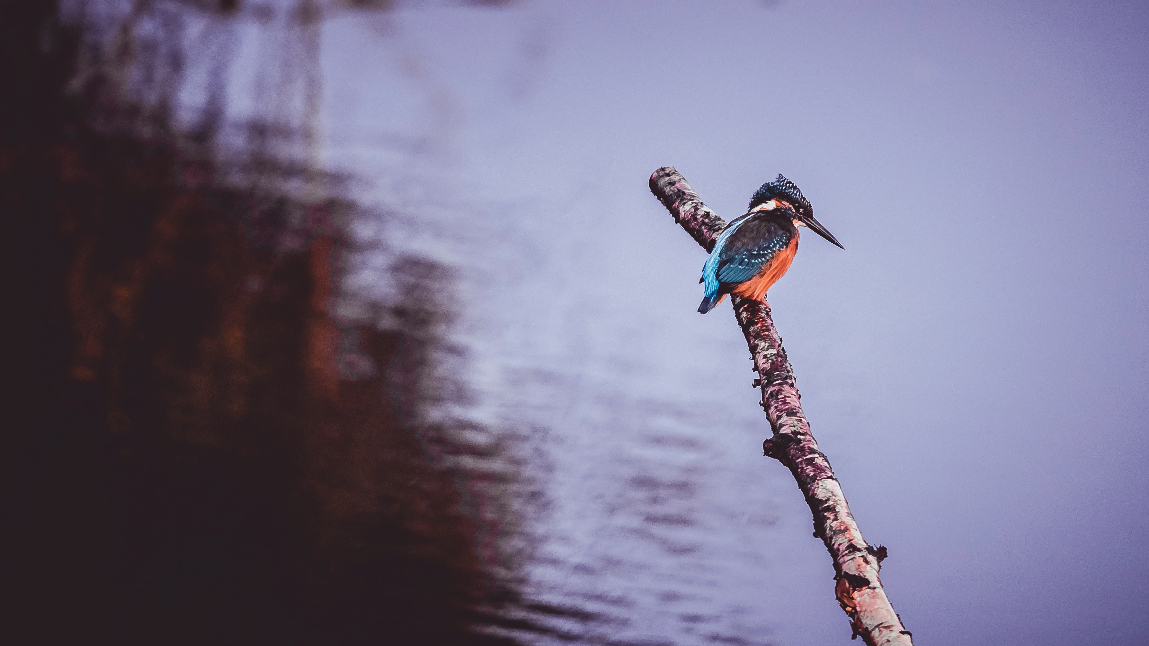 鸟壁纸 485 动物静态壁纸 静态壁纸下载 元气壁纸