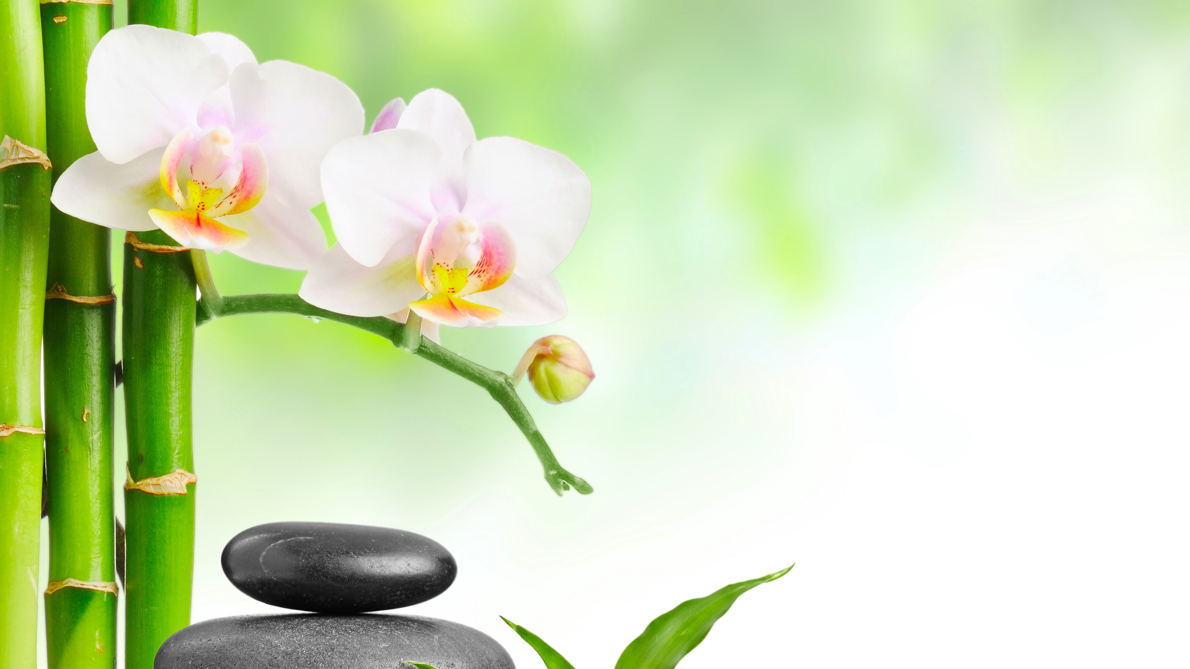 叶墙纸温泉岩竹兰花4k壁纸壁纸
