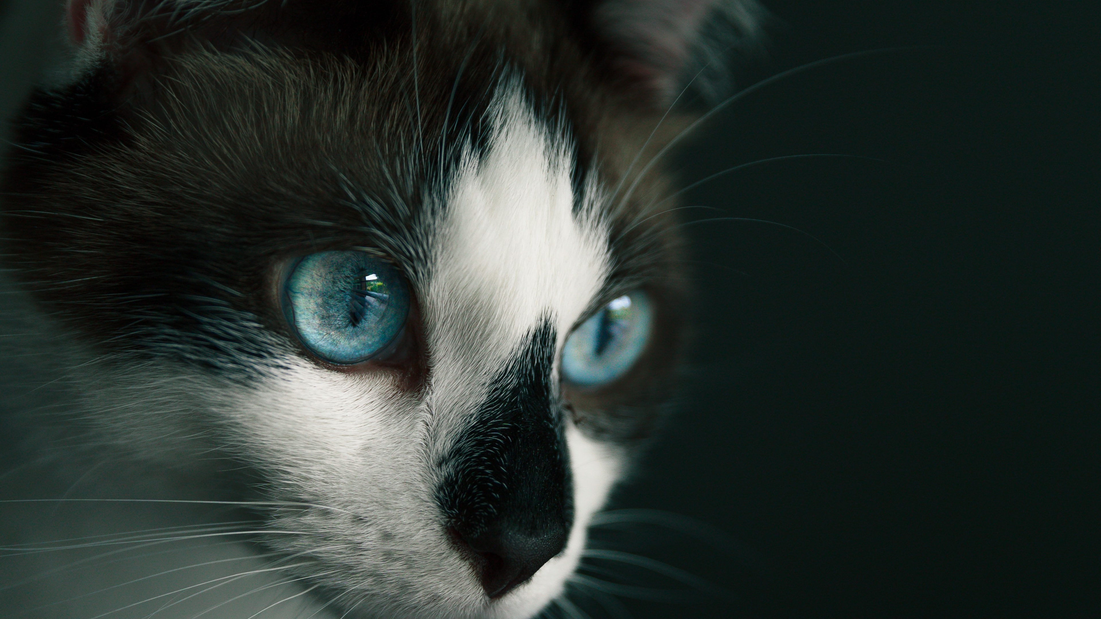 猫壁纸【1081】(动物静态壁纸) - 静态壁纸下载 - 元气壁纸