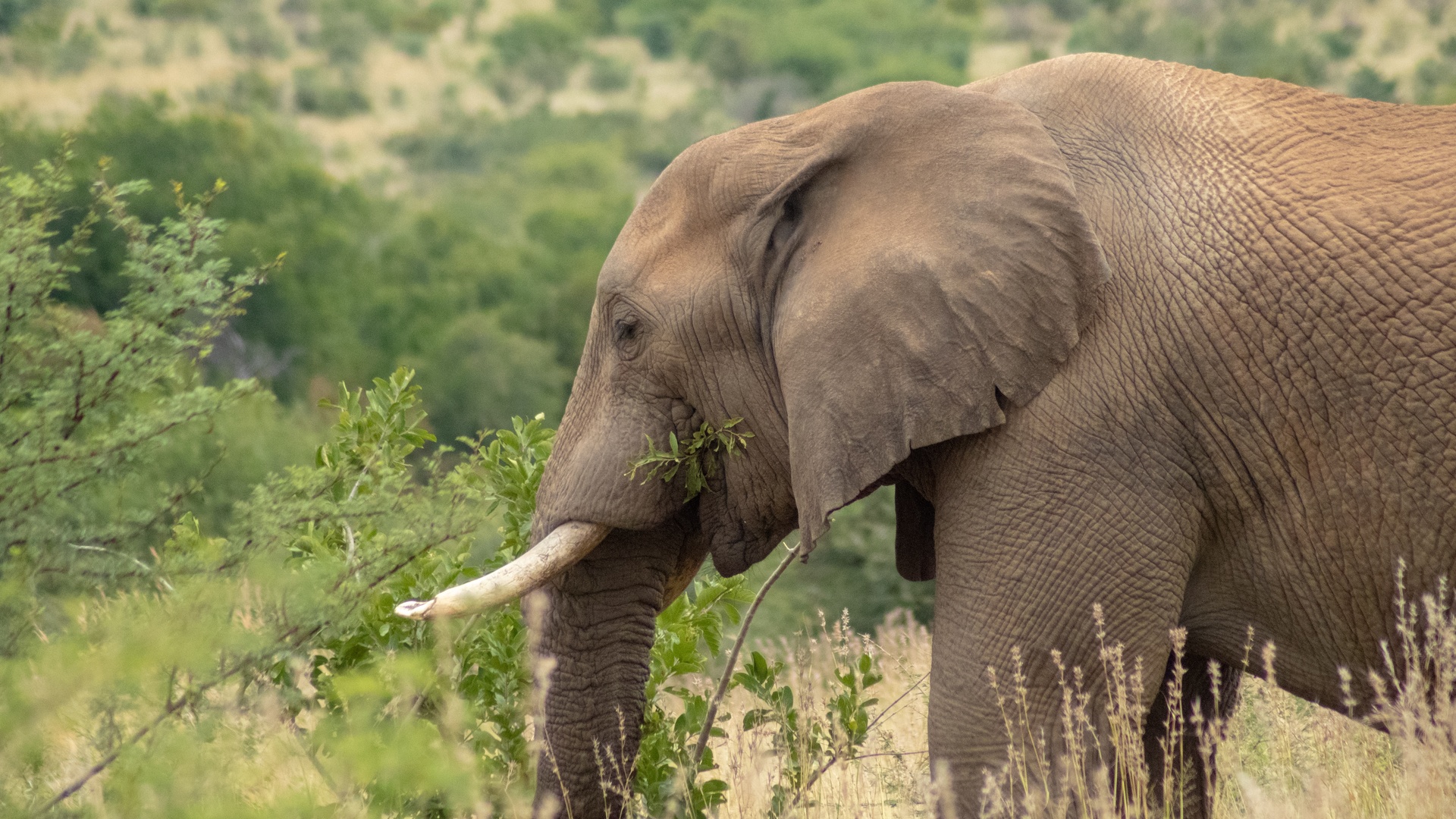 大象壁纸【20】