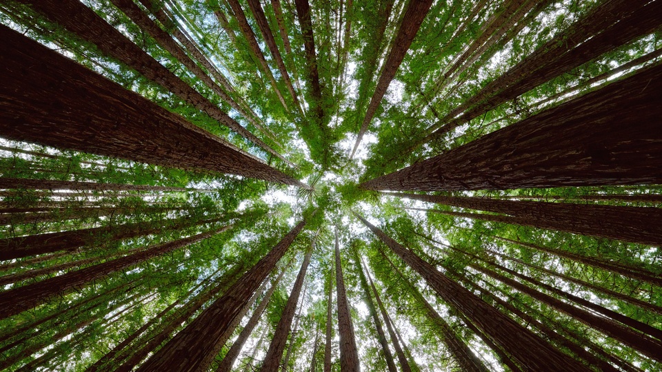 春天树林仰望阳光风景大片壁纸