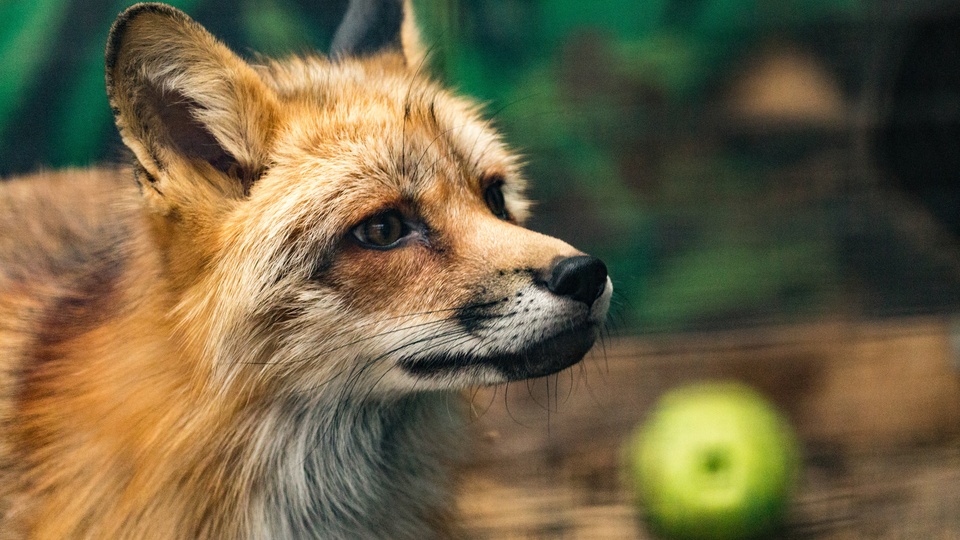 狐狸arcticfox壁纸16