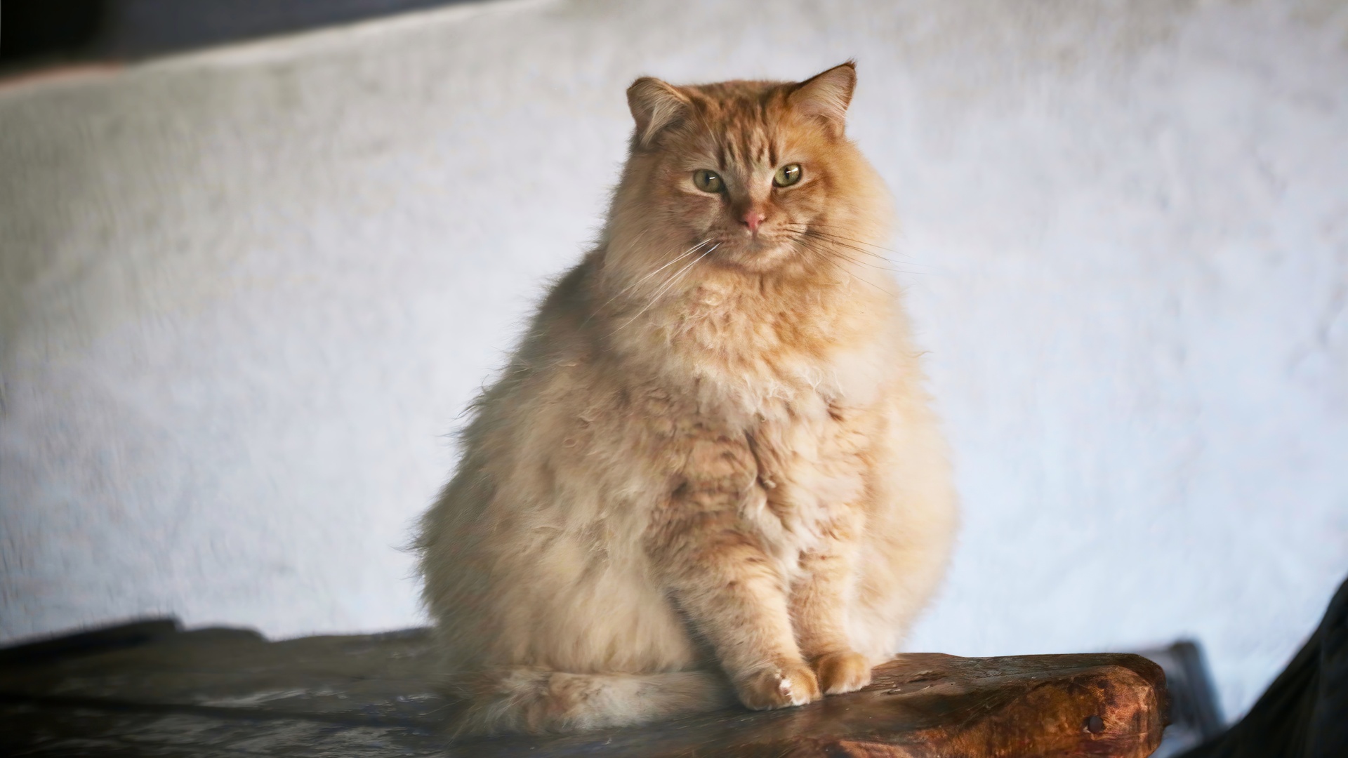 好看的猫图片壁纸图片