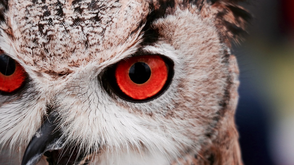 红色眼睛猫头鹰6k壁纸壁纸(动物静态壁纸) 