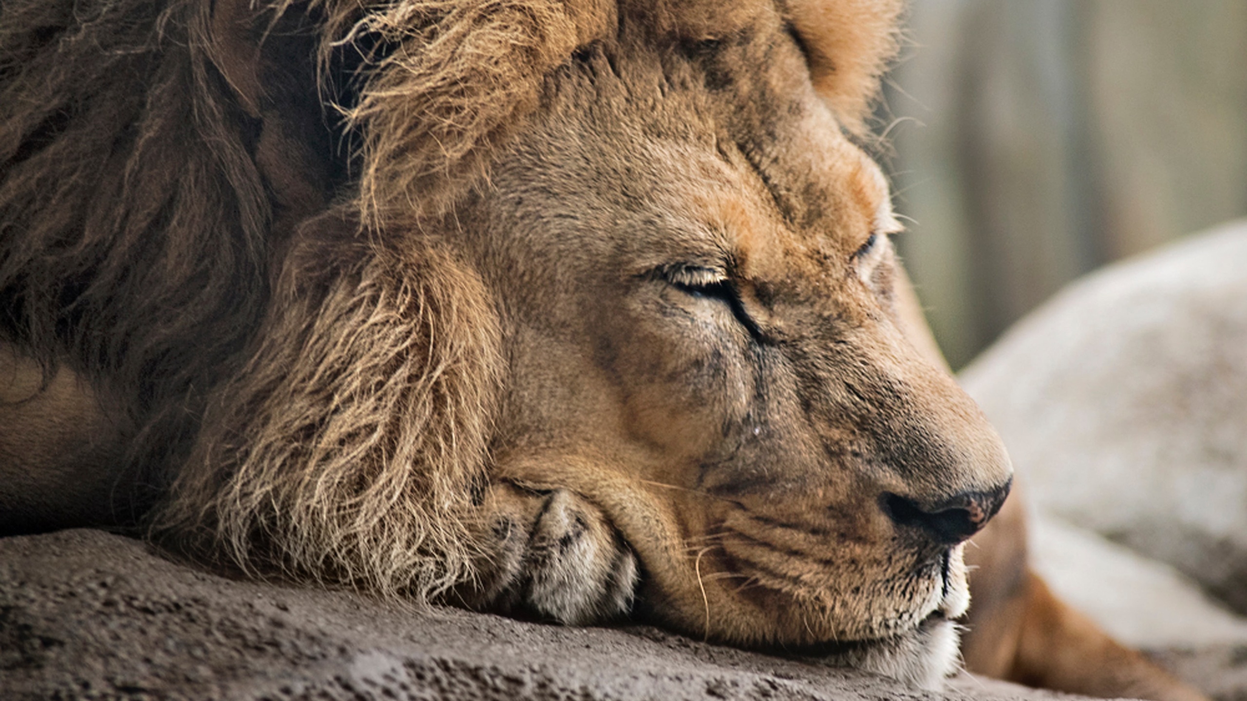 92m上传时间:2020-06-16壁纸标签:狮子壁纸封面图简介:狮子壁纸【207
