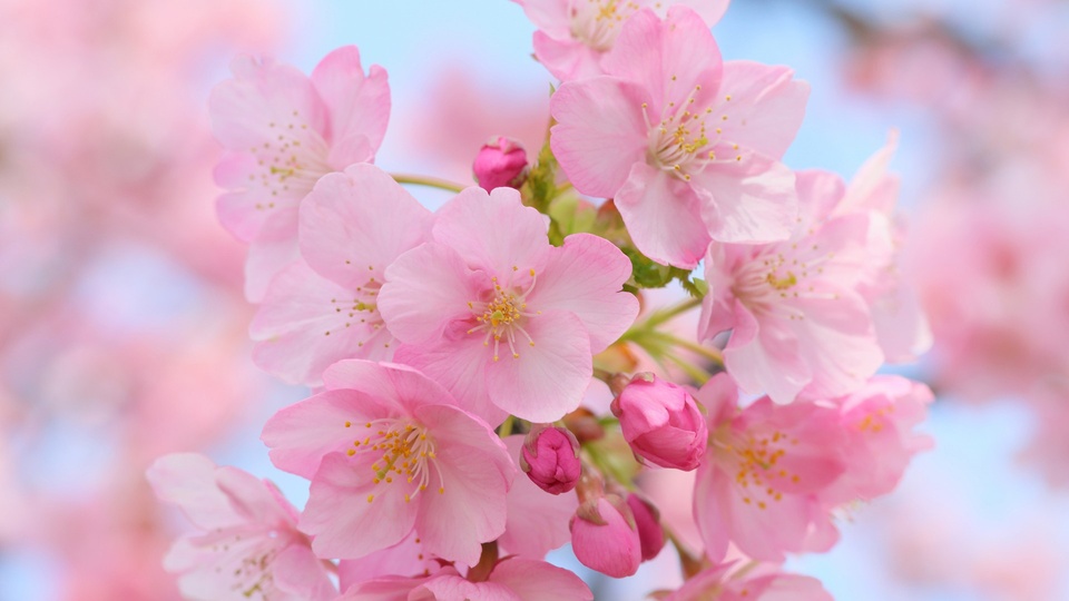 樱花桌面壁纸高清 花卉特写照片壁纸(小清新静态壁纸) - 静态壁纸下载