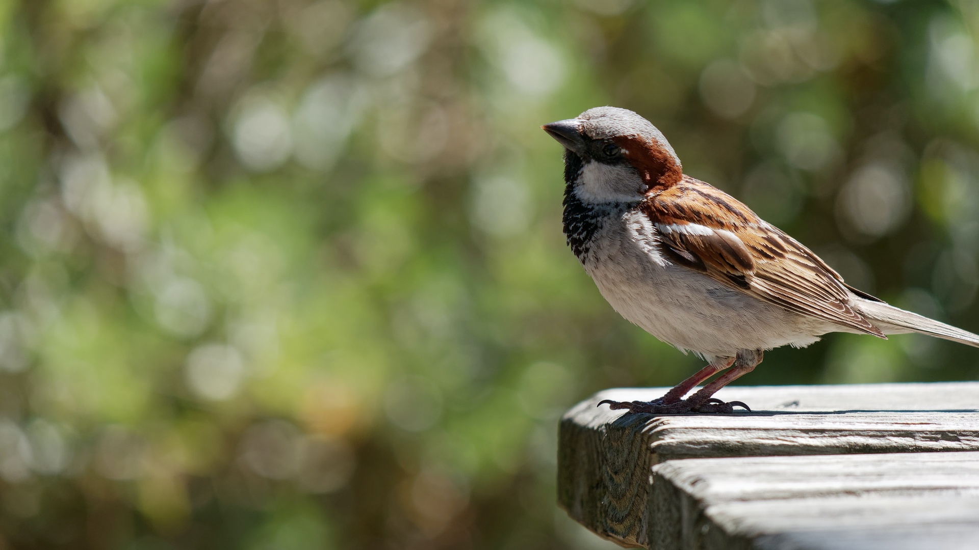 鸟壁纸 84 鸟壁纸图片 桌面壁纸图片 壁纸下载 元气壁纸
