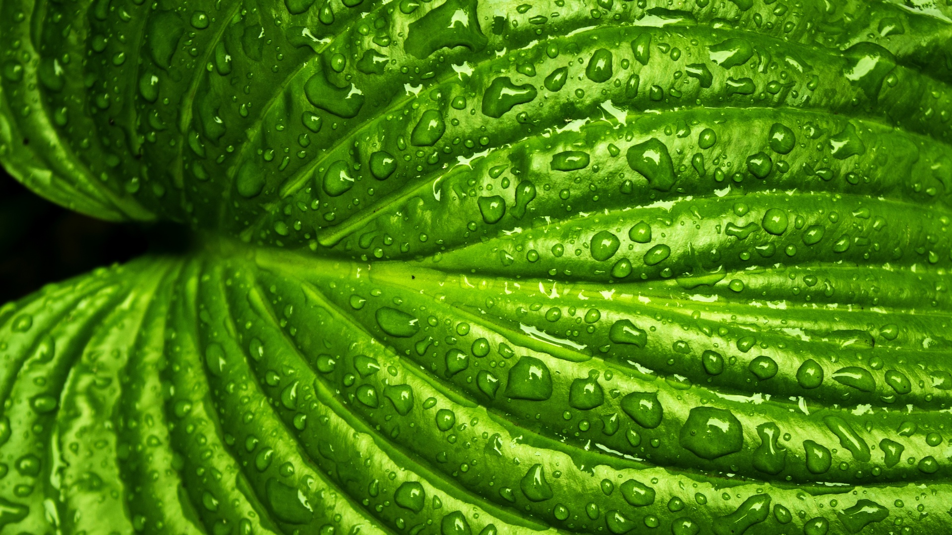 护眼叶雨春自然绿色植物水湿环境季节特写新鲜5k背景图片壁纸护眼壁纸图片 桌面壁纸图片 壁纸下载 元气壁纸