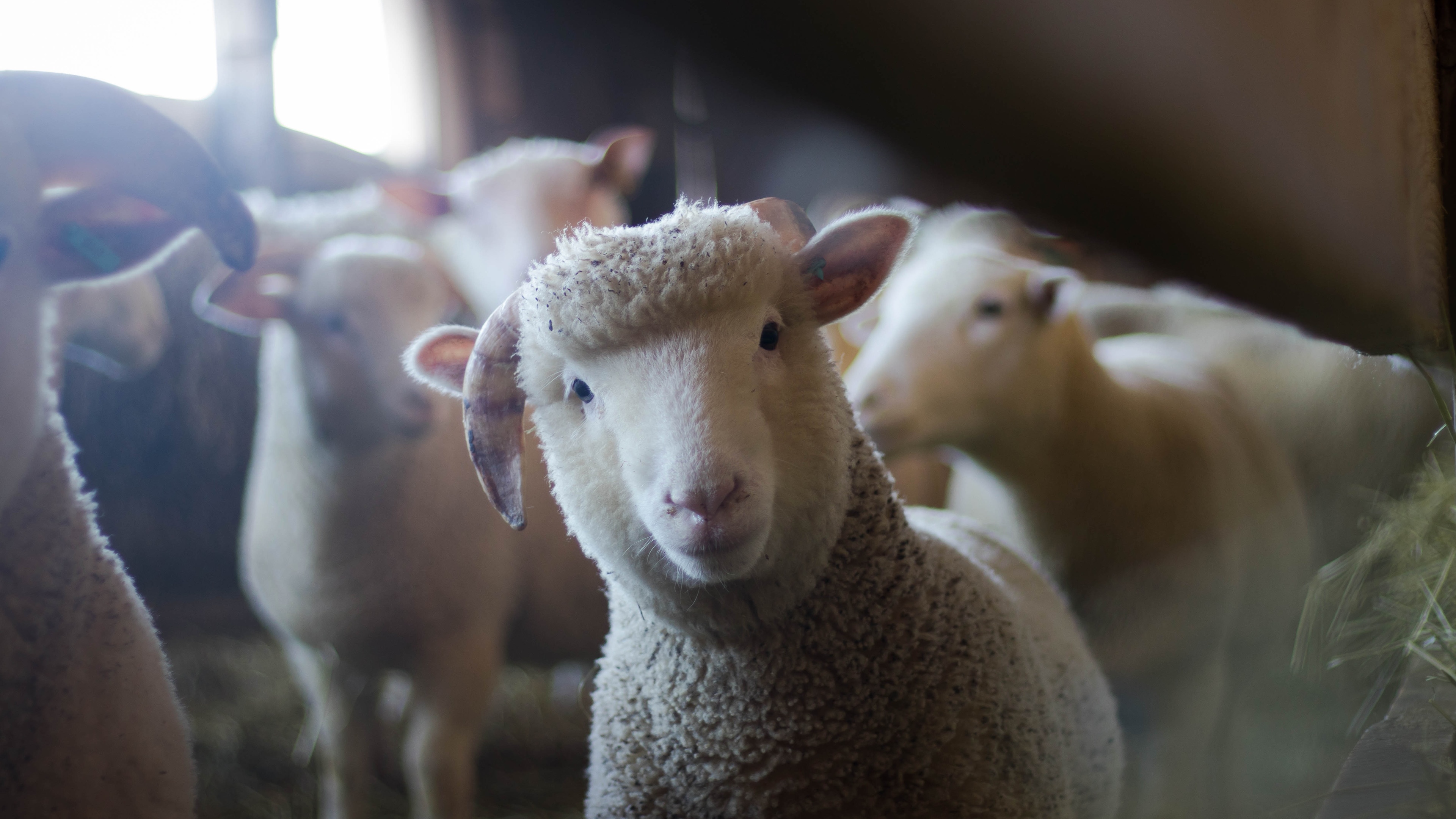 山羊和绵羊吃草最大的区别：山羊吃草会连根拔起吃掉，而绵羊不会_技点网