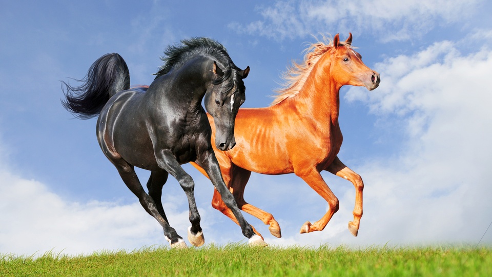 壁纸封面图4k4k壁纸云草地天空步态马壁纸标签:上传奔:2020-06-16