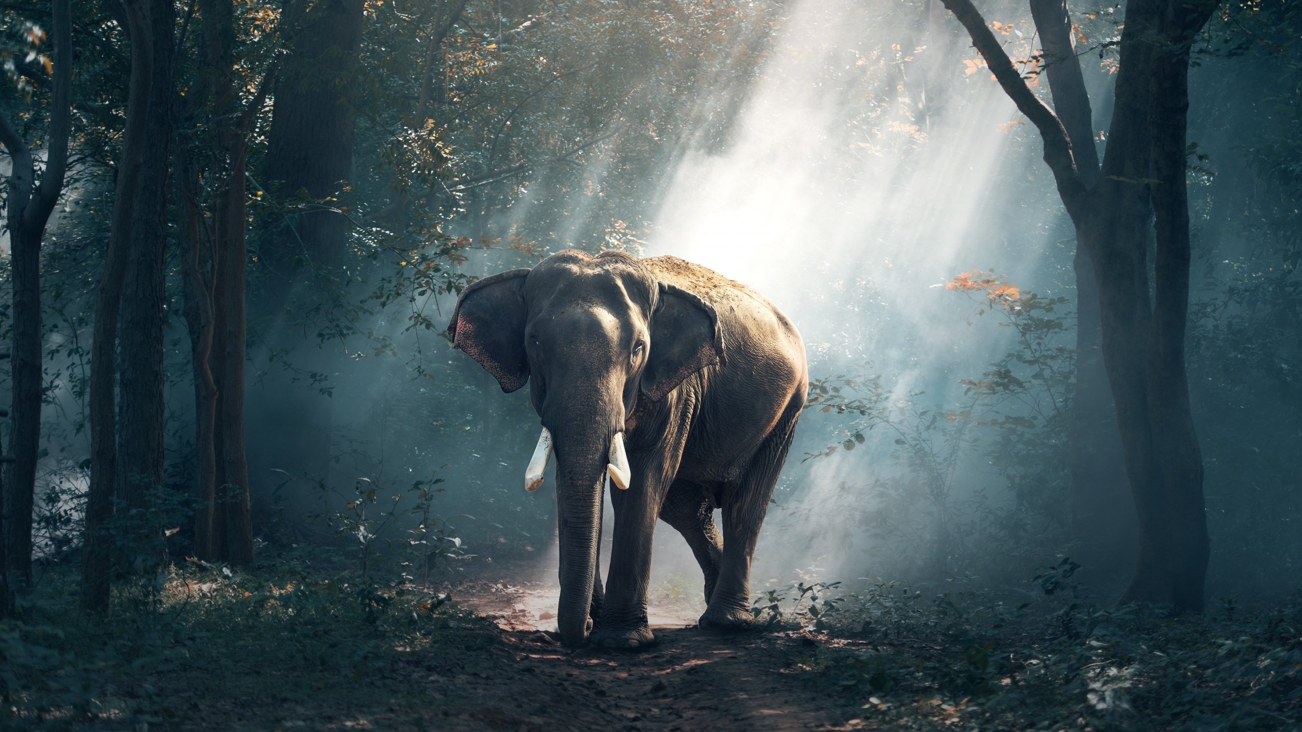 大象 野生动物 大象 森林 萌宠动物壁纸